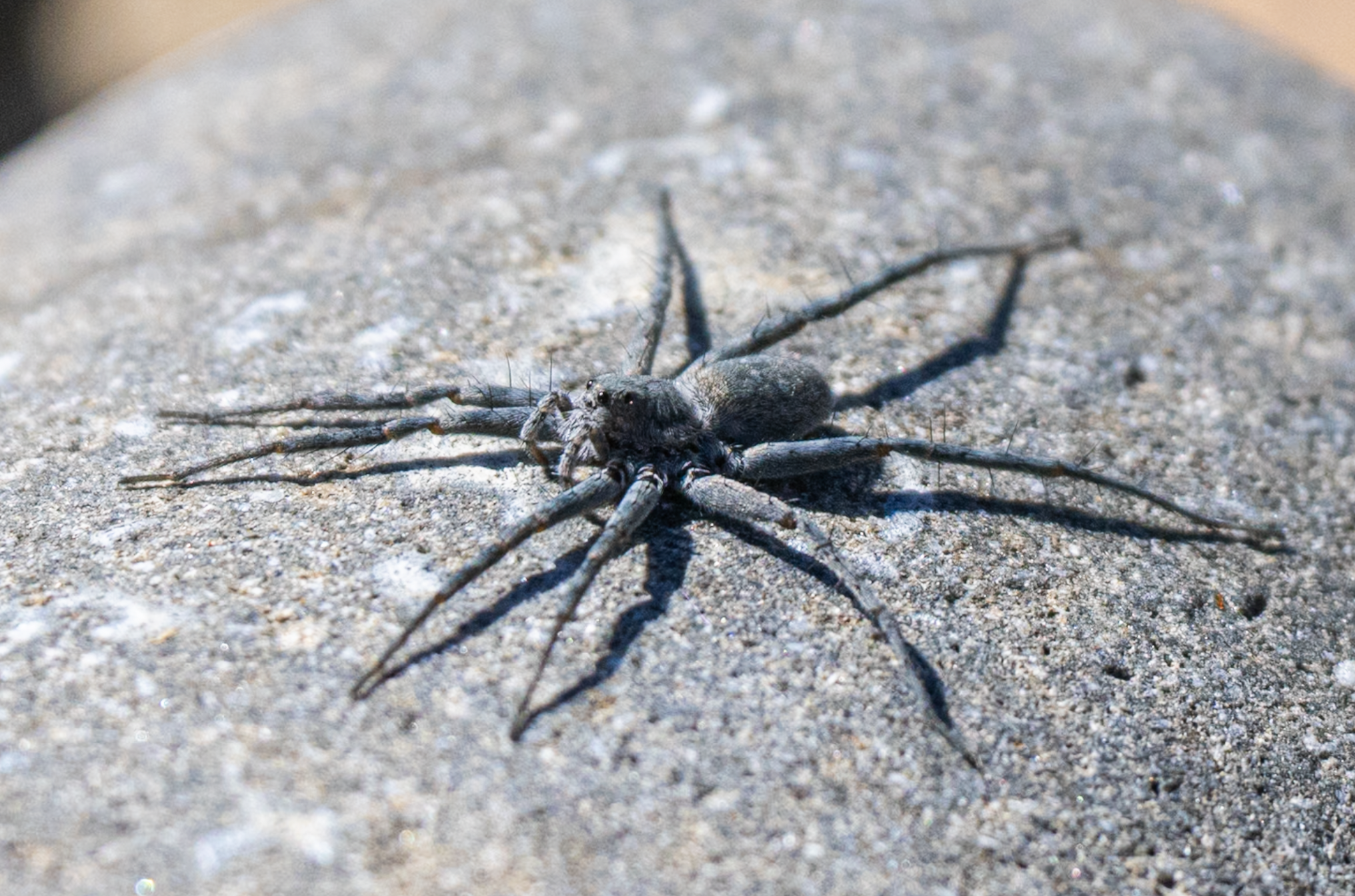 wolf spider