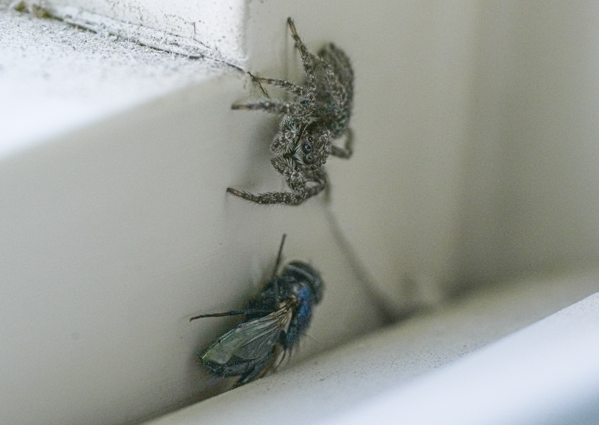 jumping spider