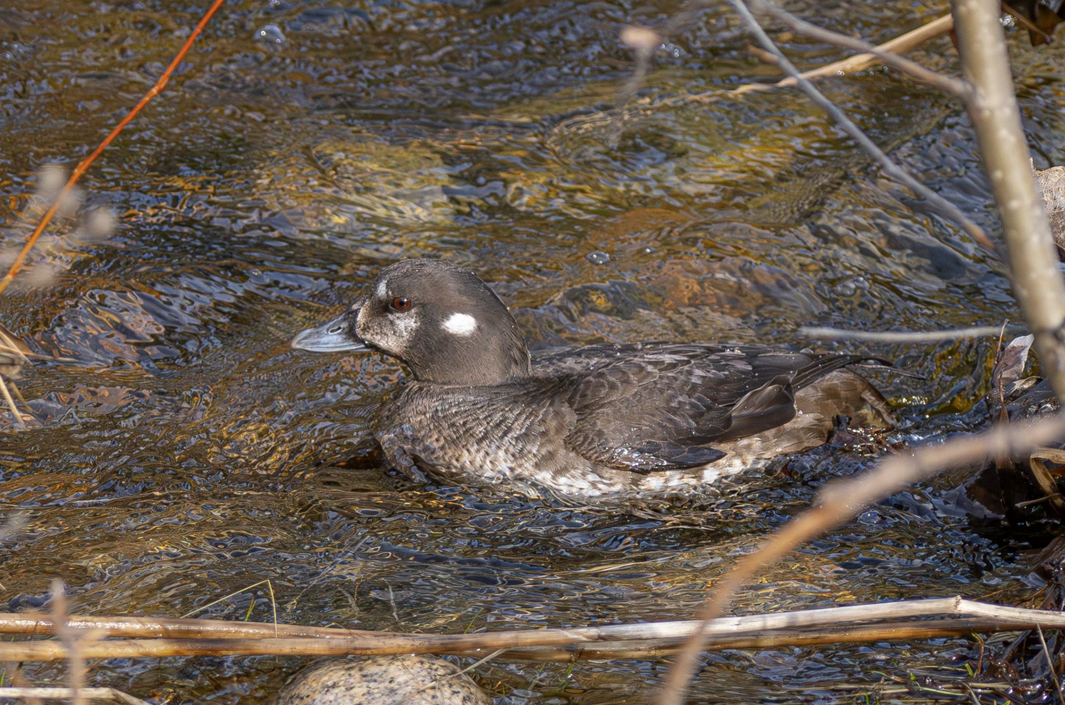 female harlequin duck