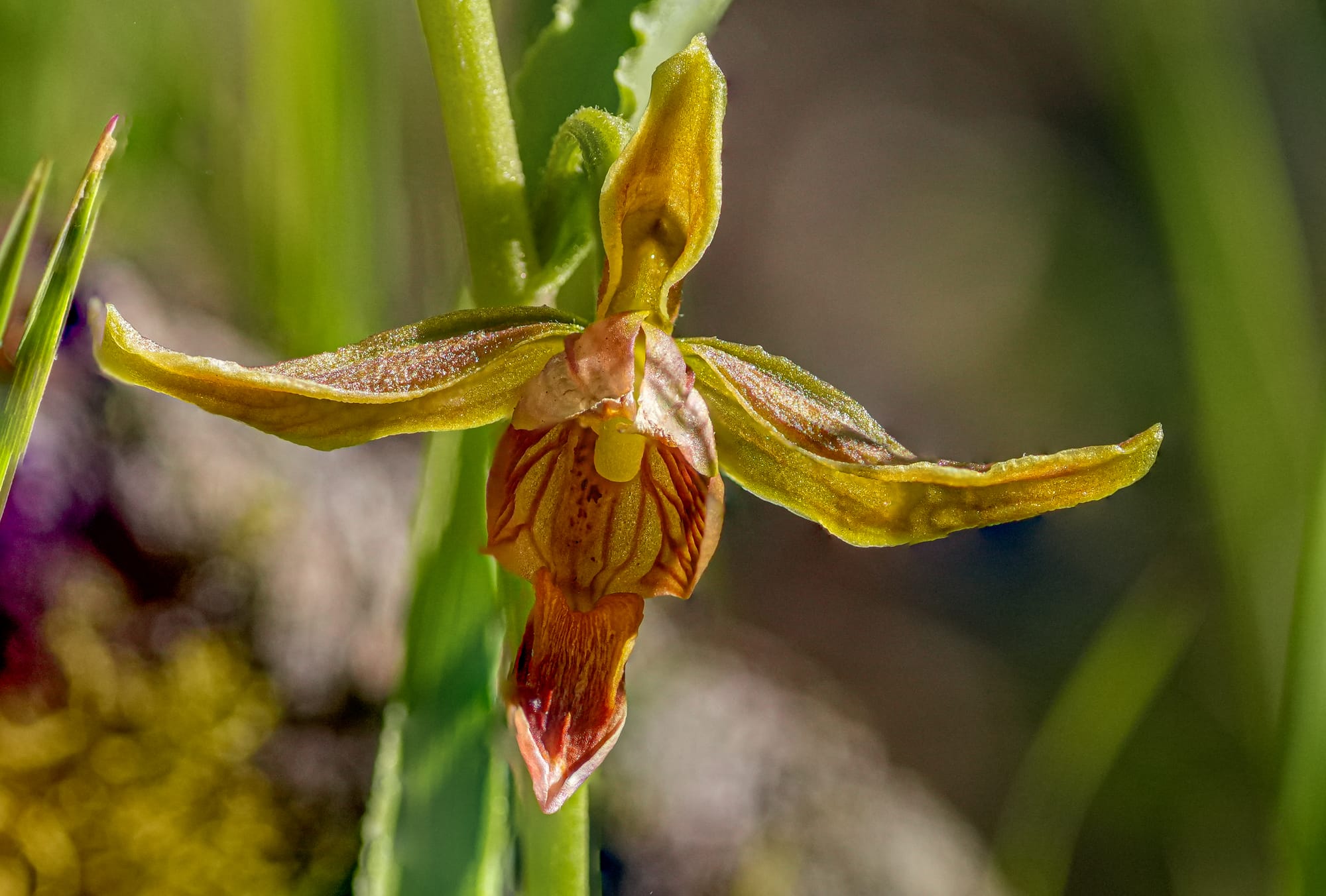 stream orchid