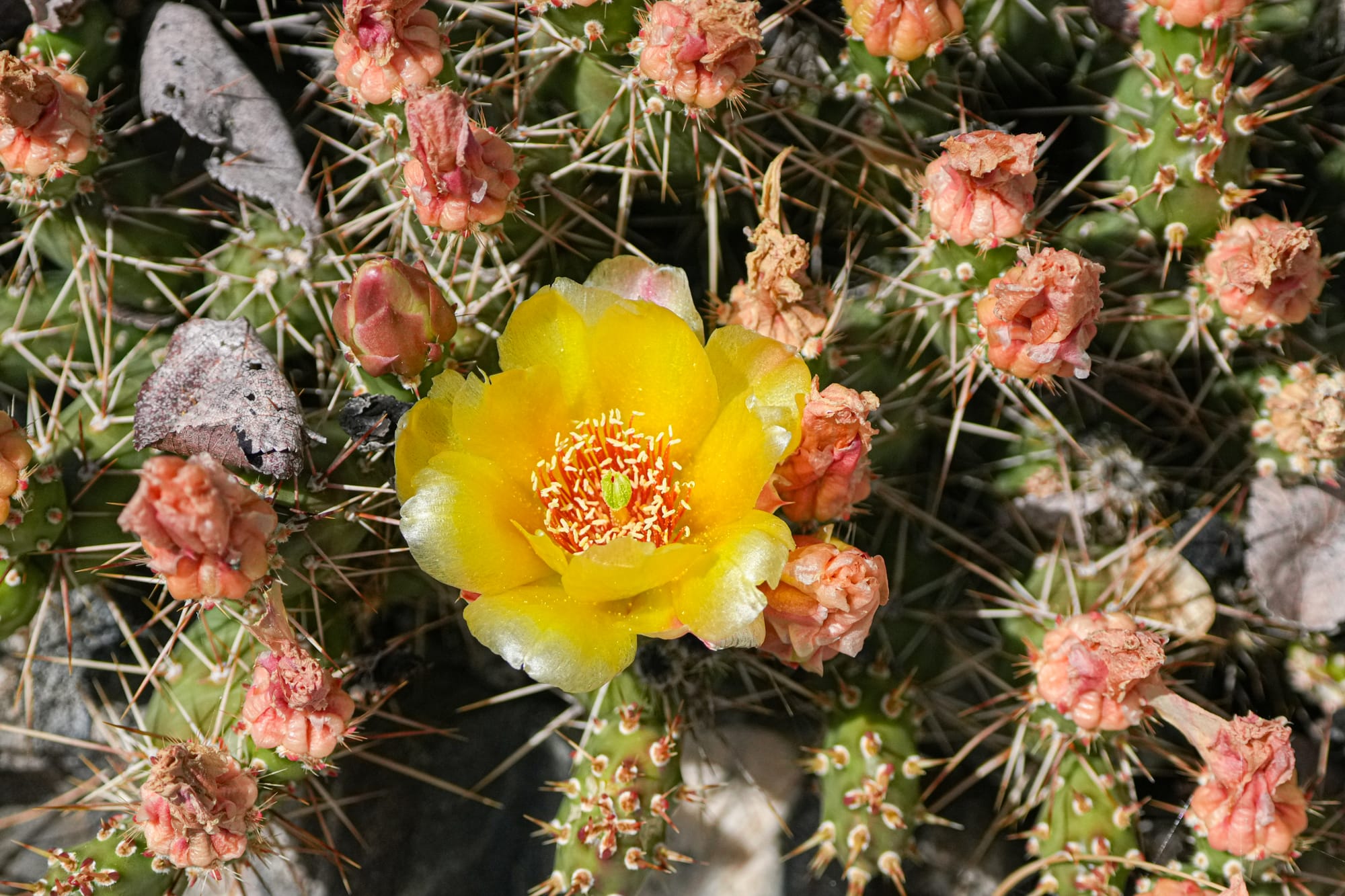 brittle cactus