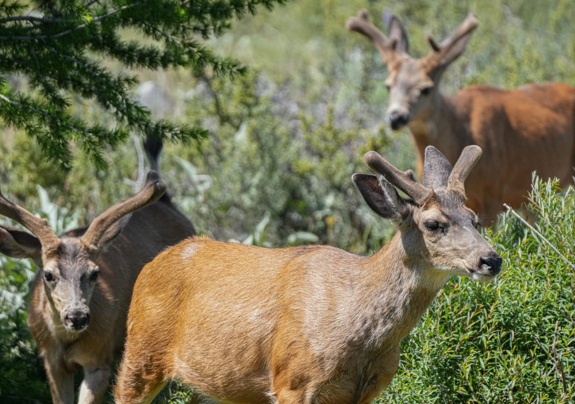 mule deer