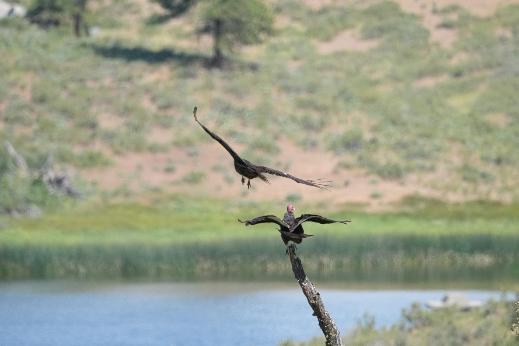 turkey vultures