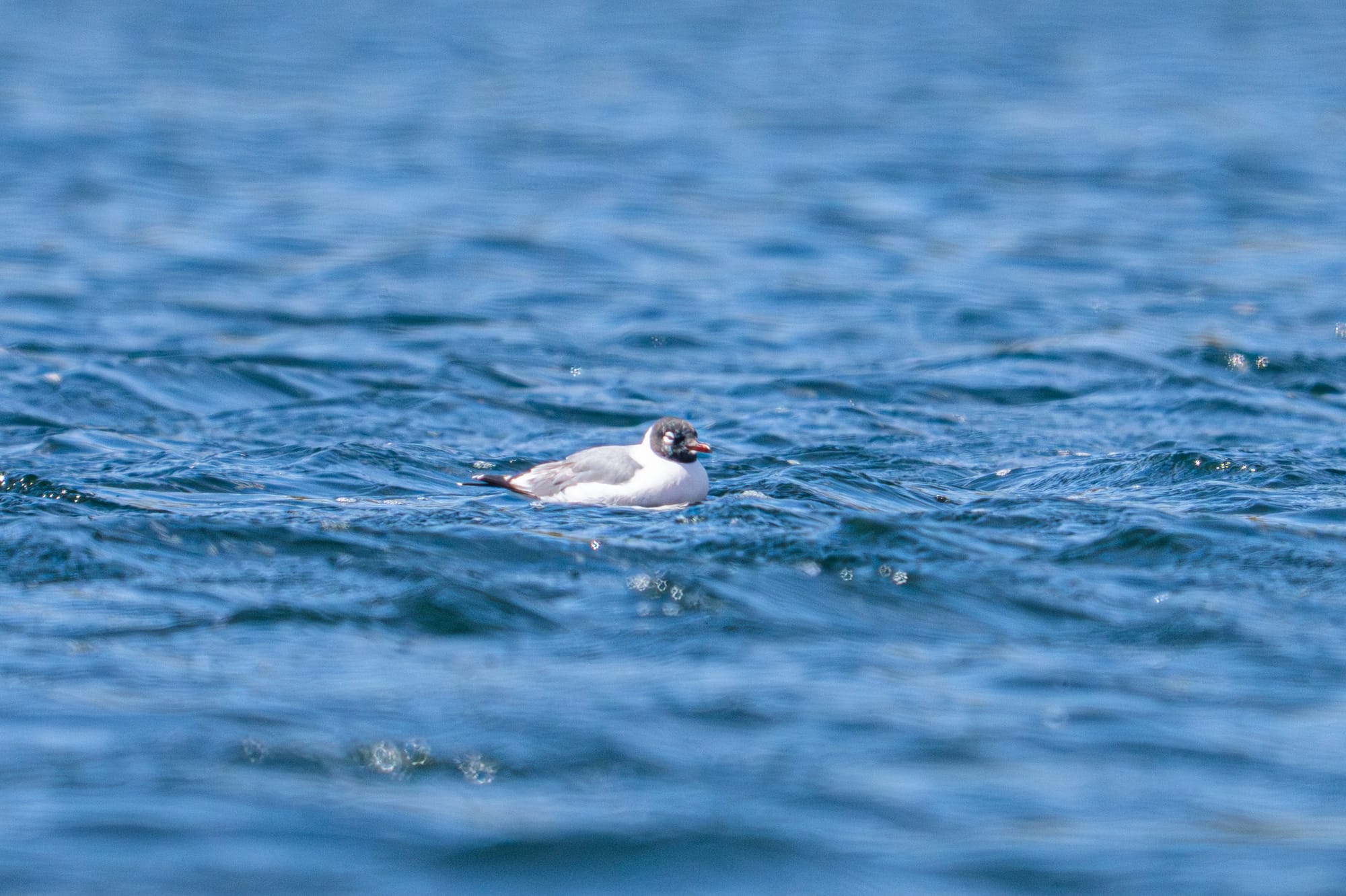 Franklin's gull