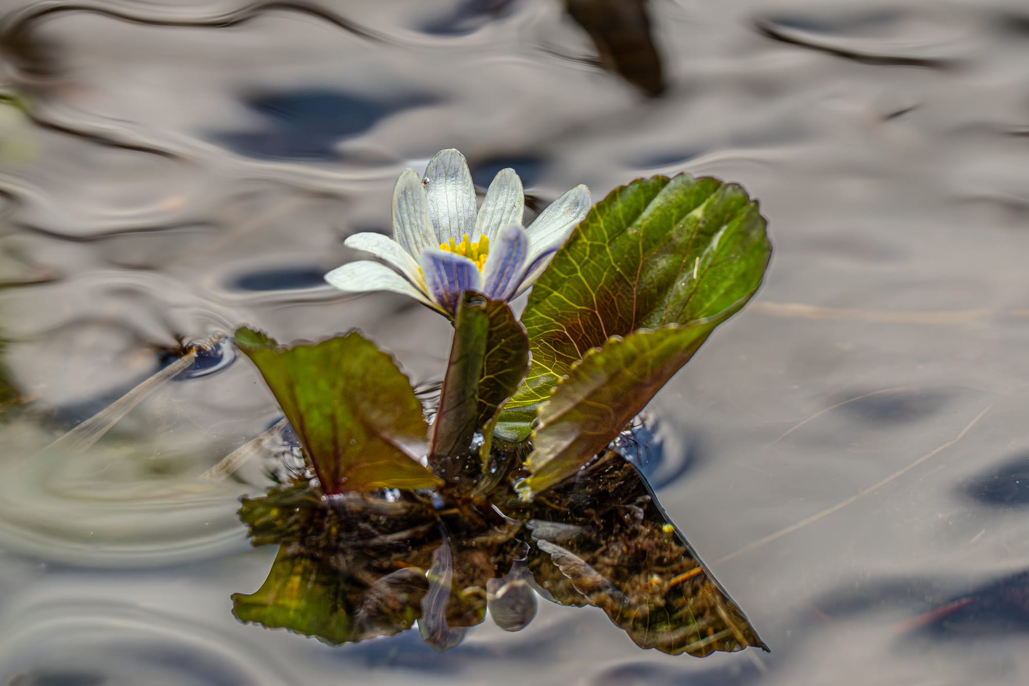 marsh marigold
