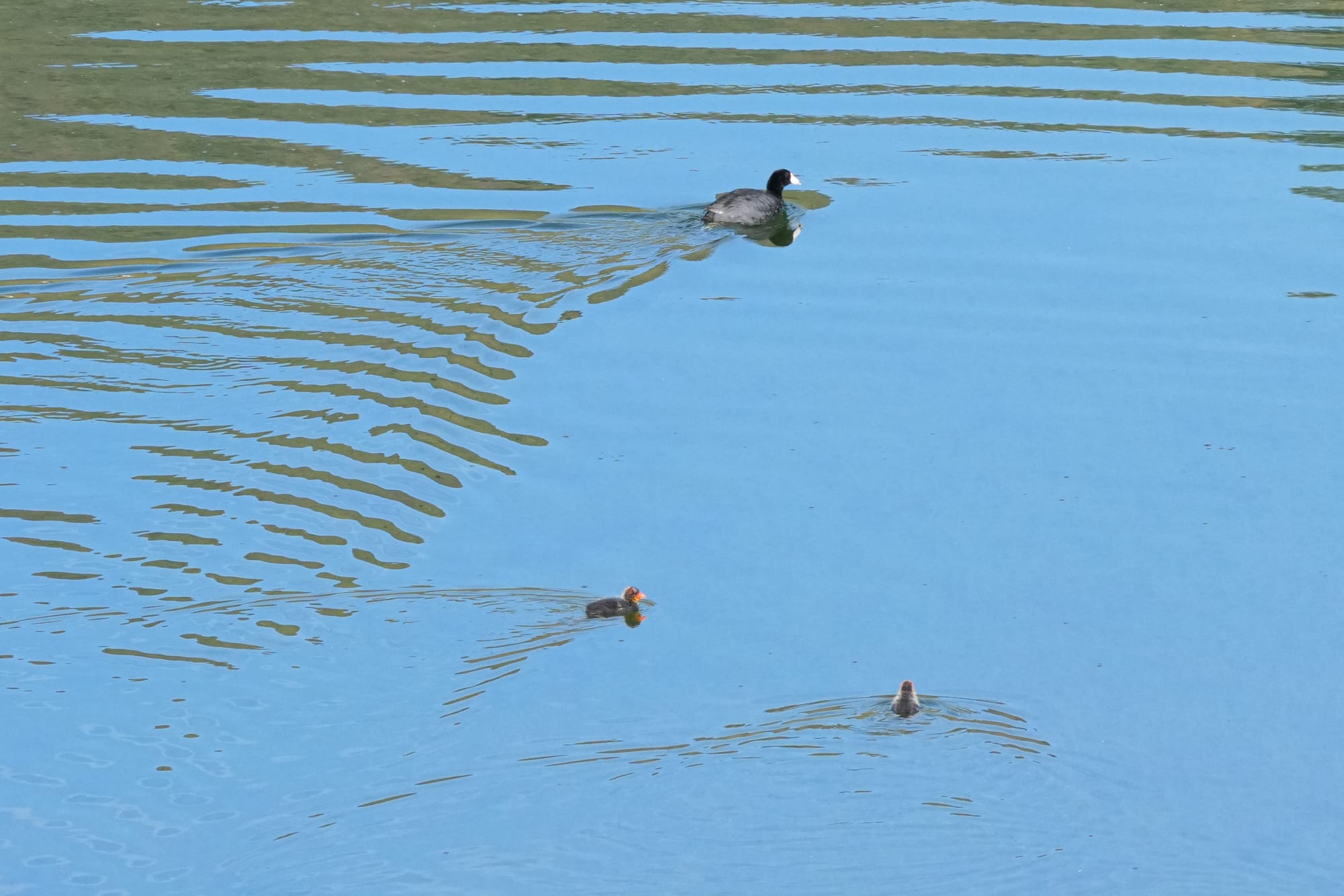 coot with babies