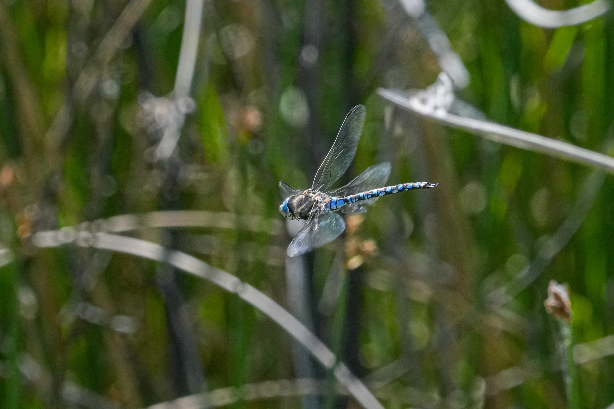 darner