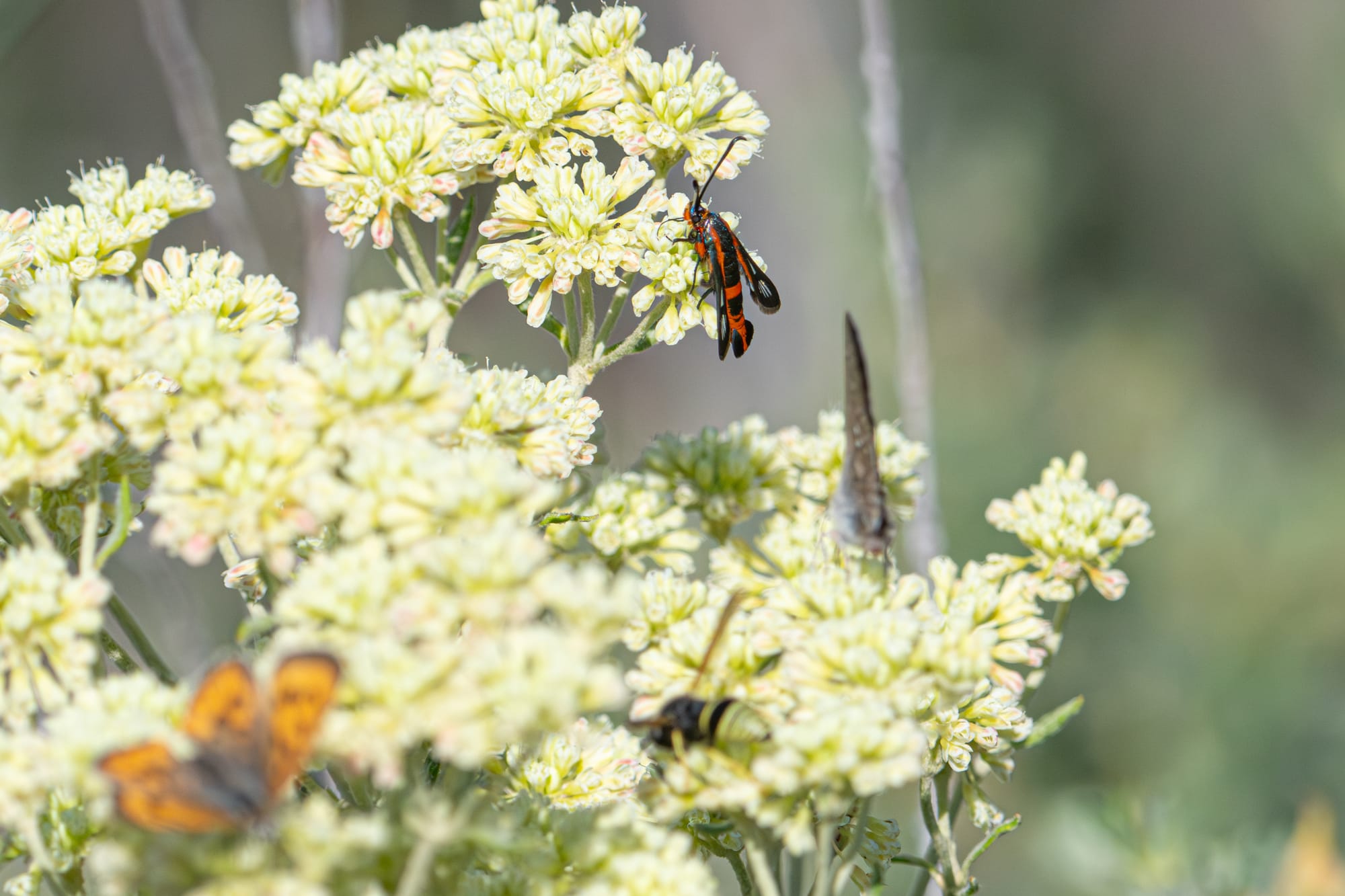 buckwheat borer moth