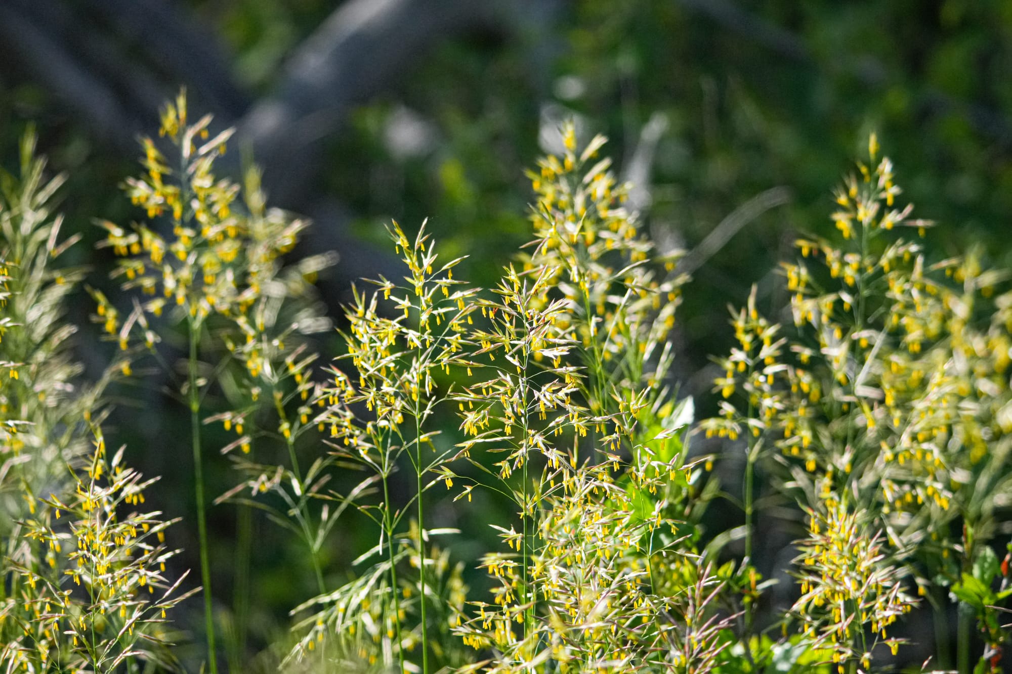 grass flowers