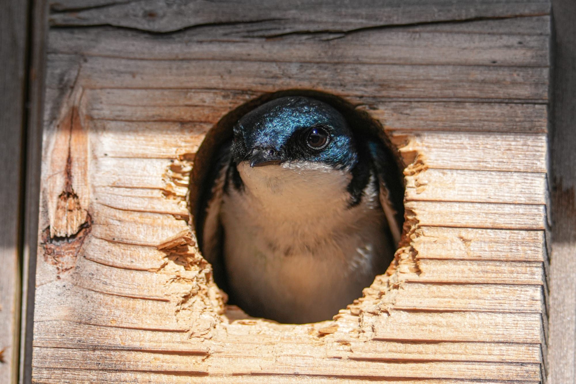 tree swallow