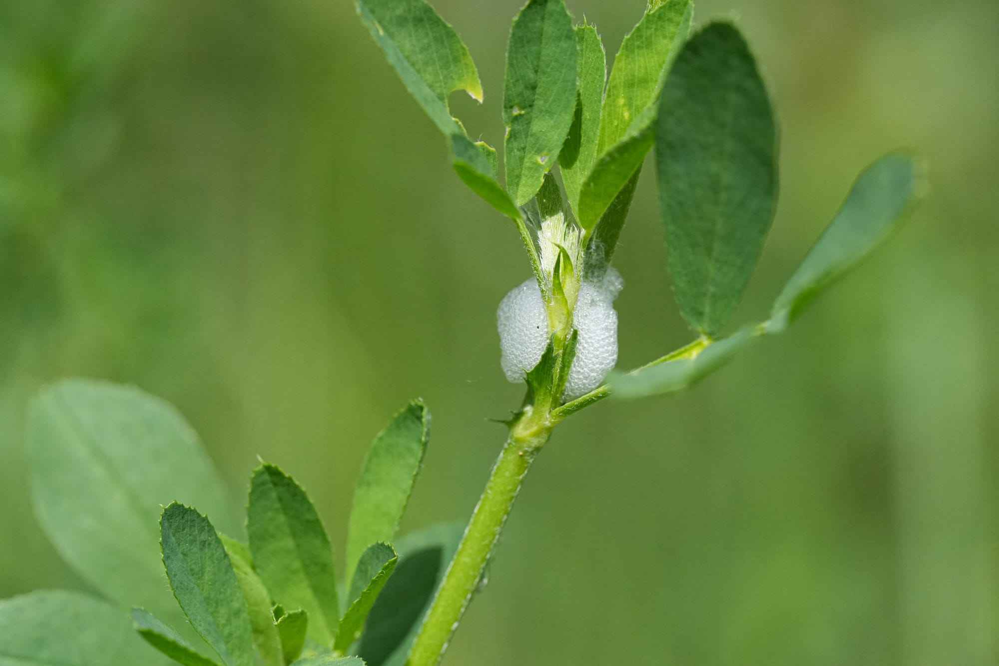 spittlebug