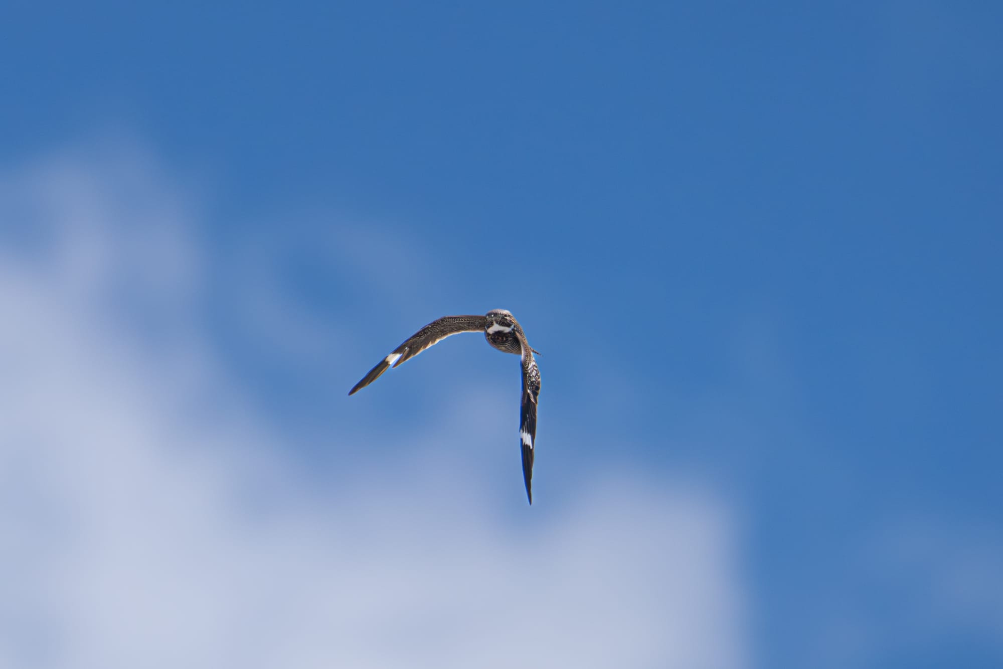 common nighthawk