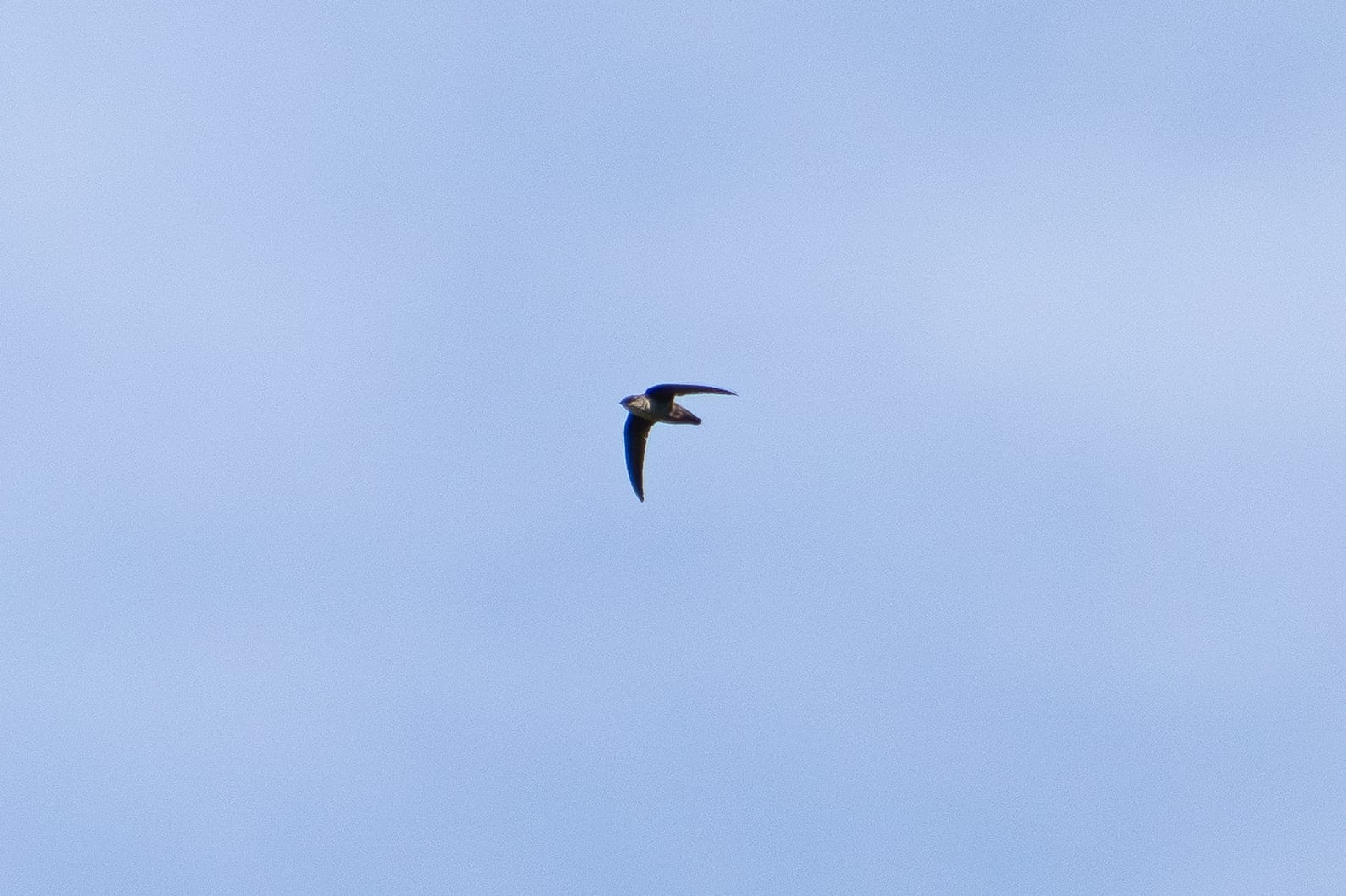 Vaux's swift