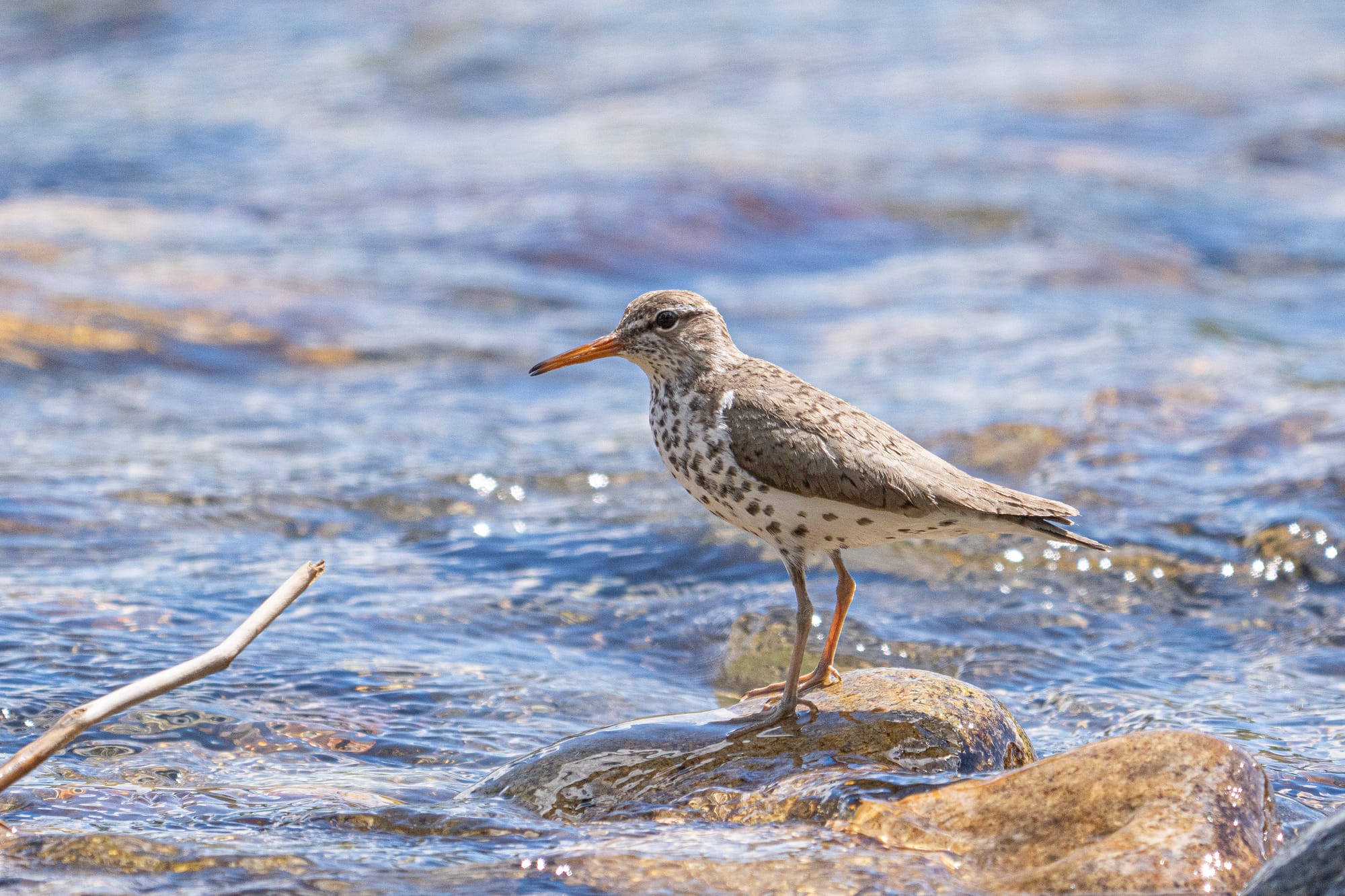spotted sandpiper