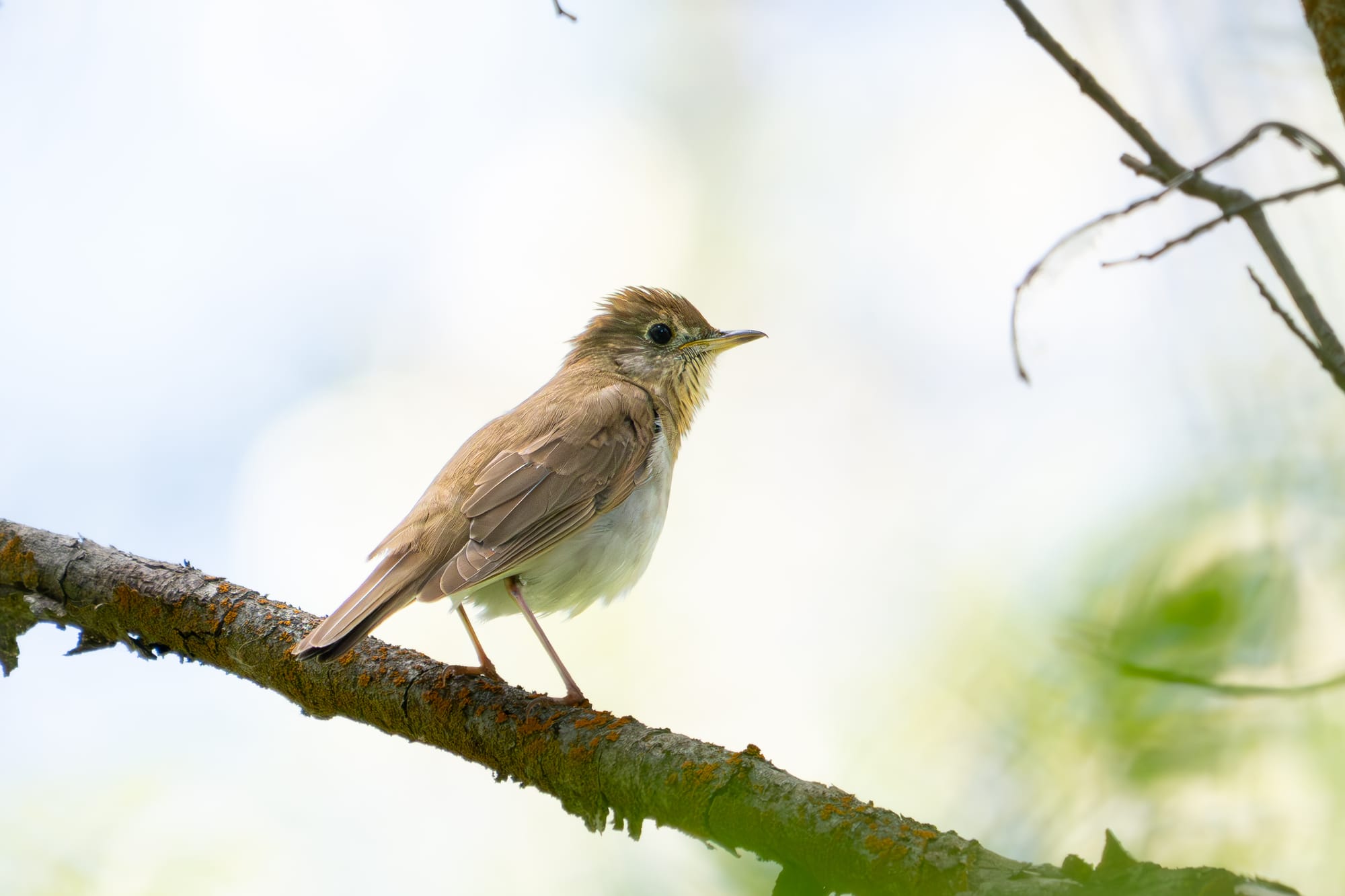veery