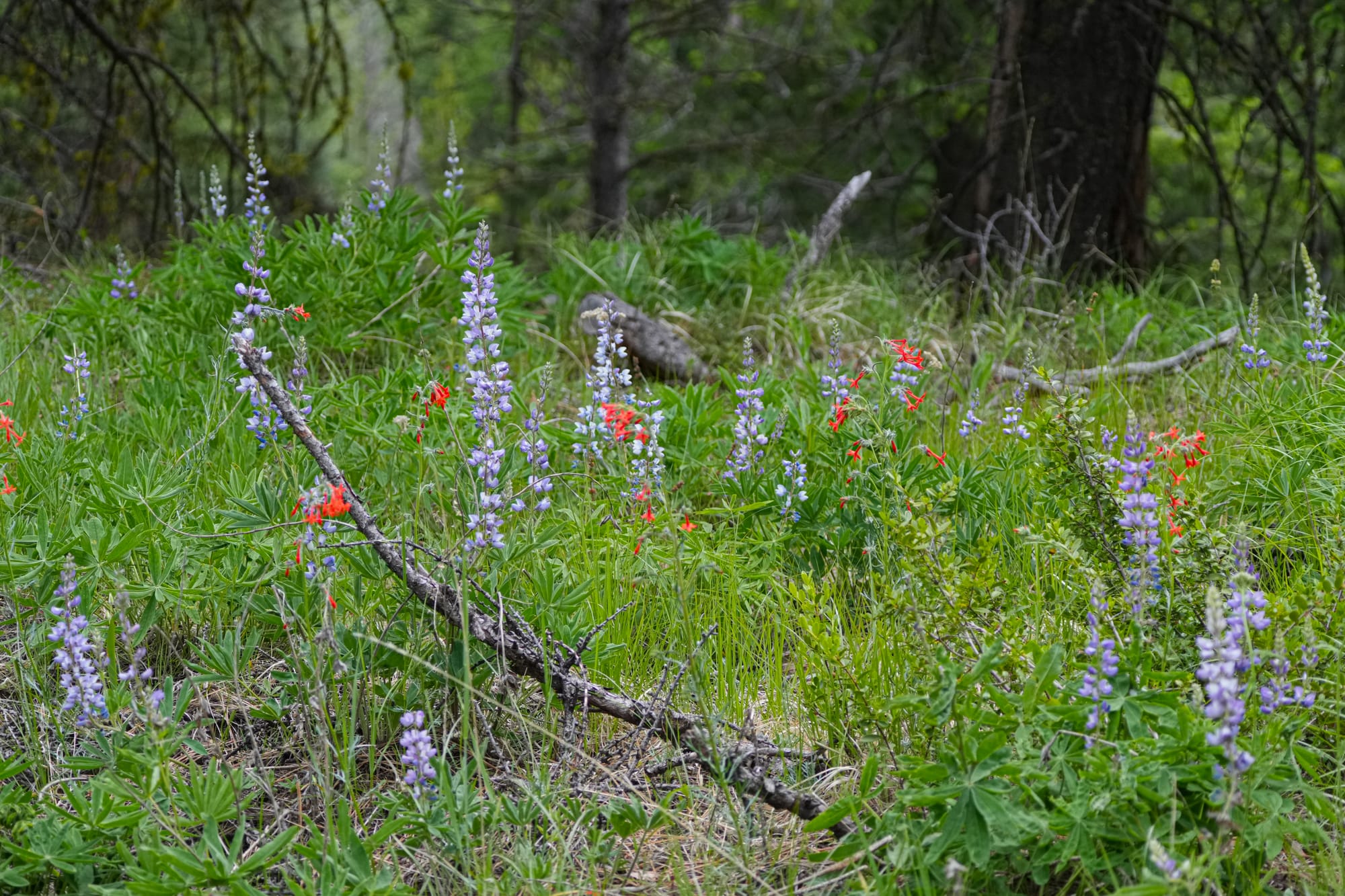 mountain flowers