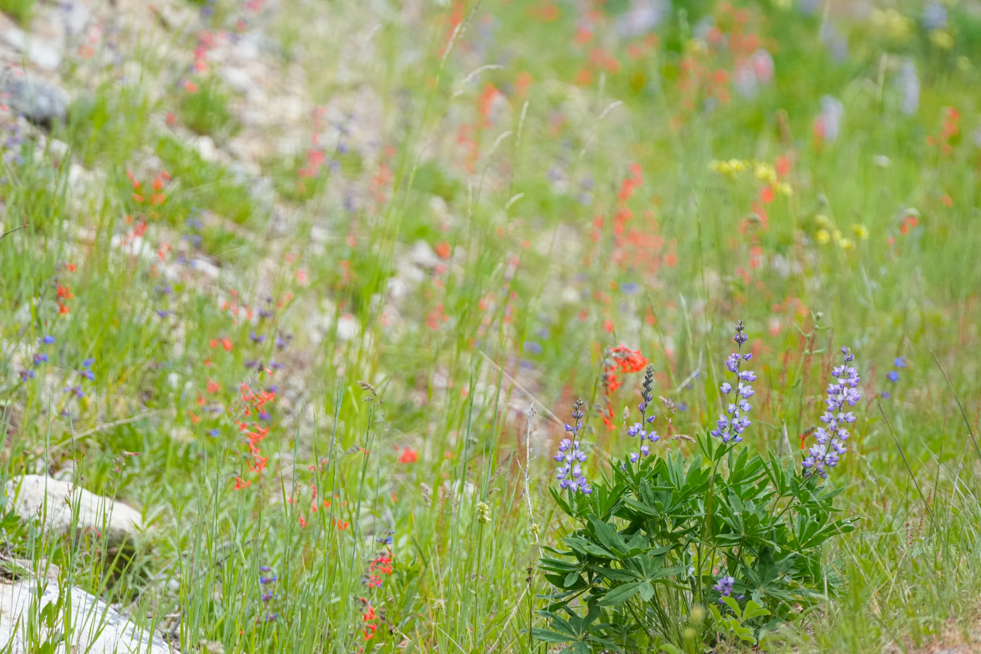 mountain flowers