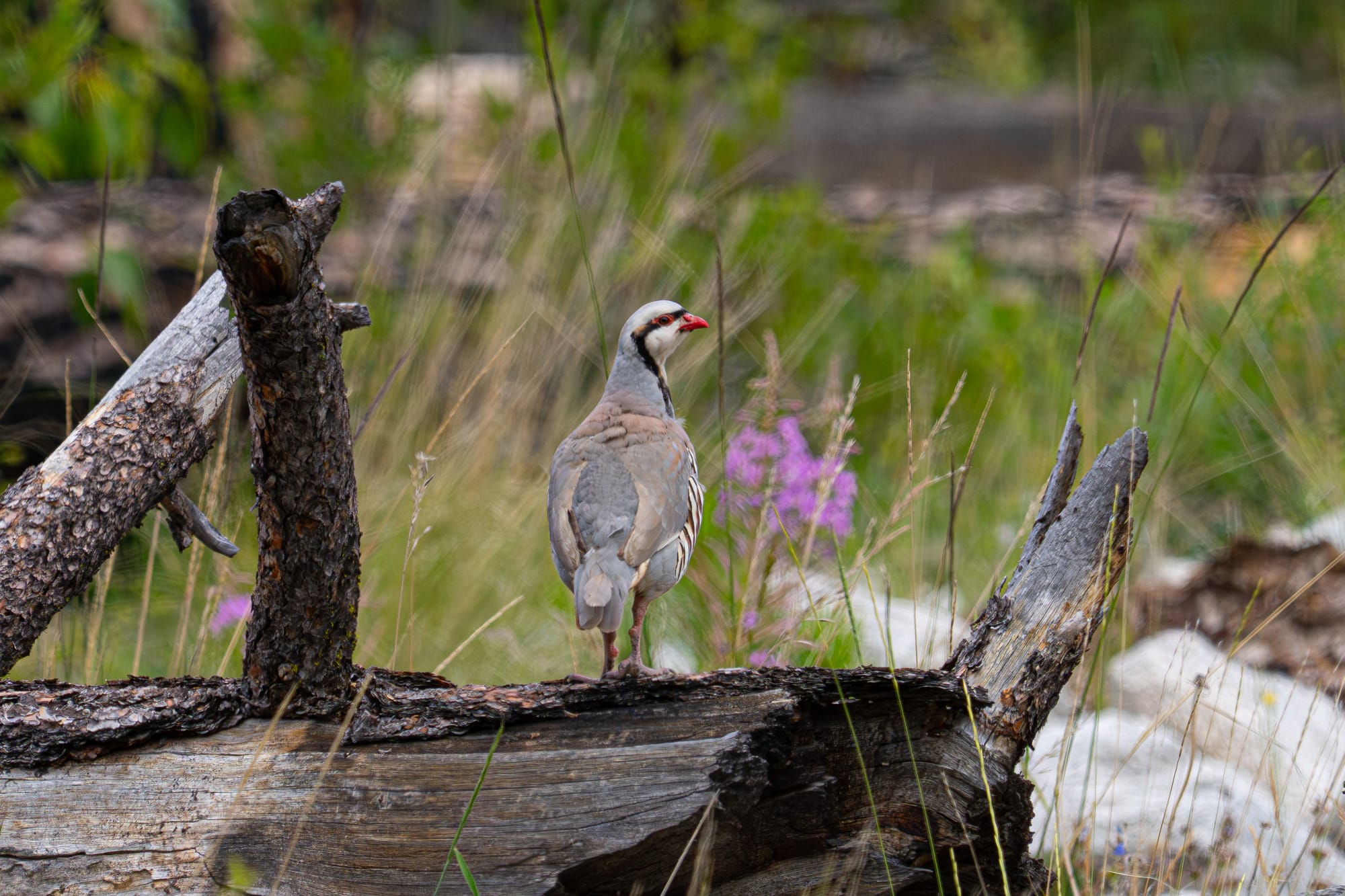 chukar