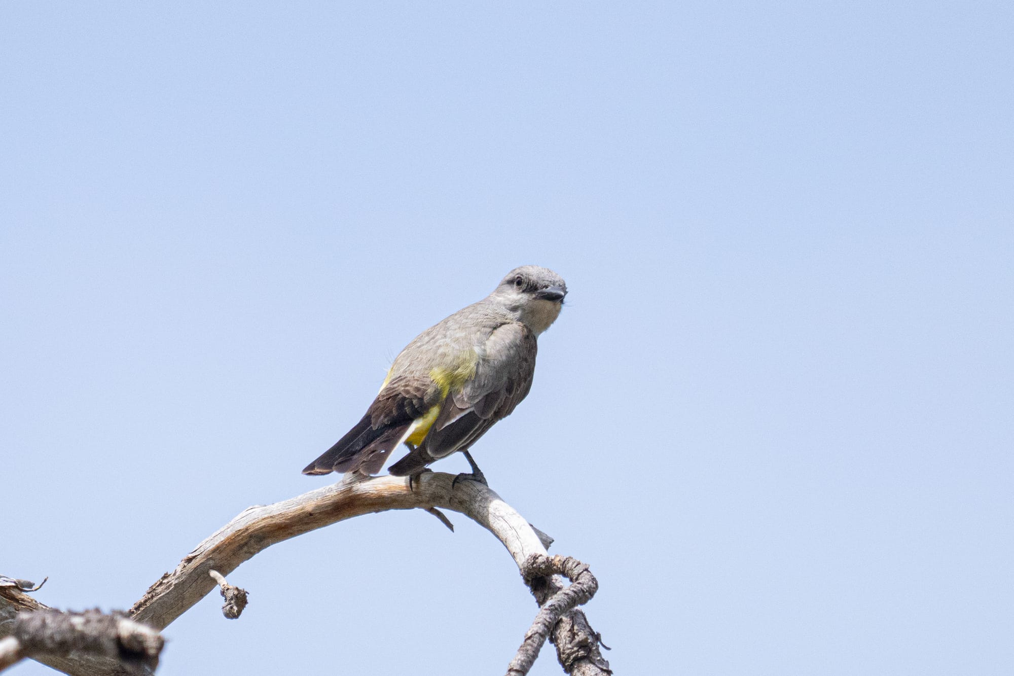 western kingbird