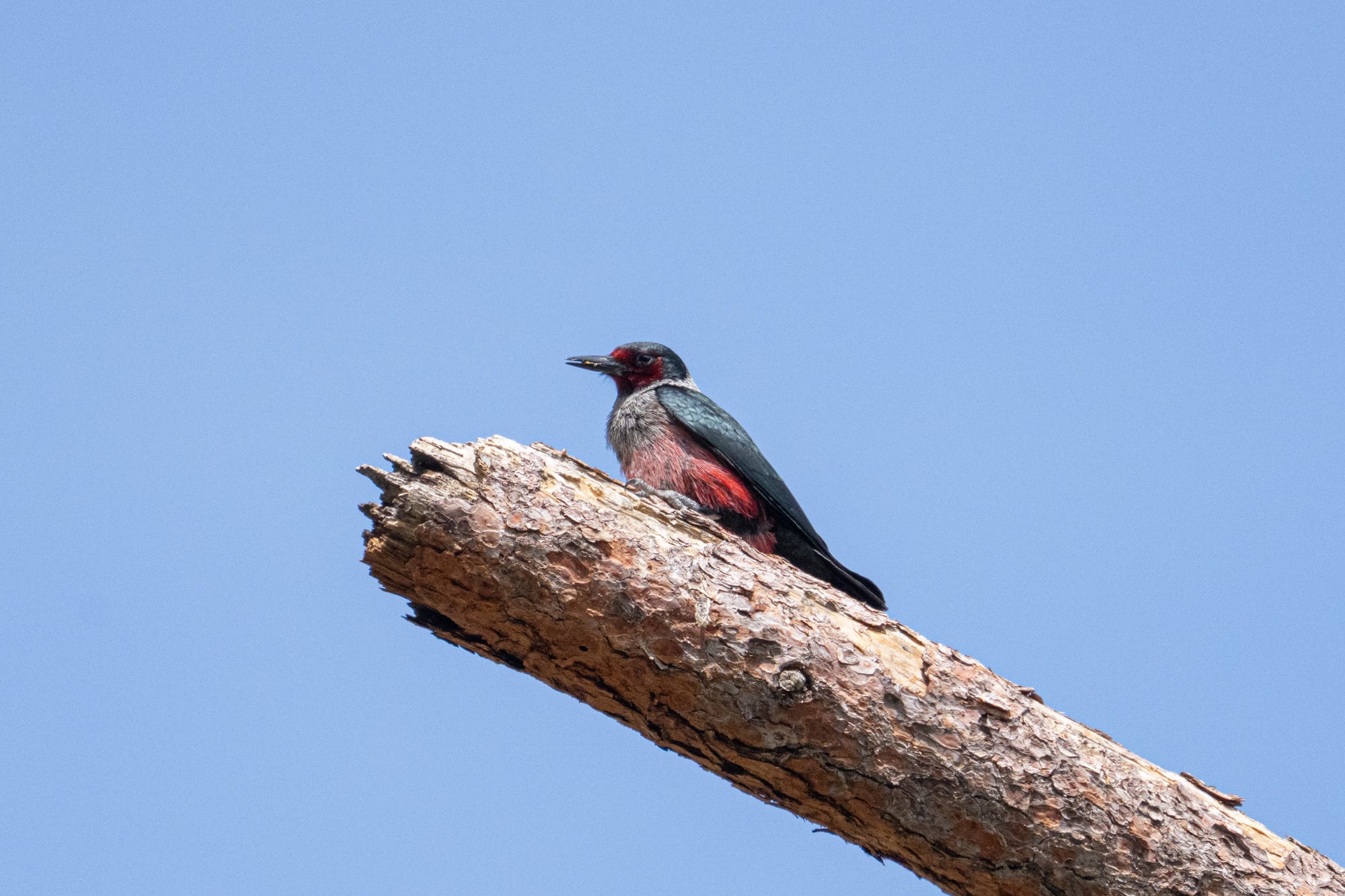 Lewis's woodpecker