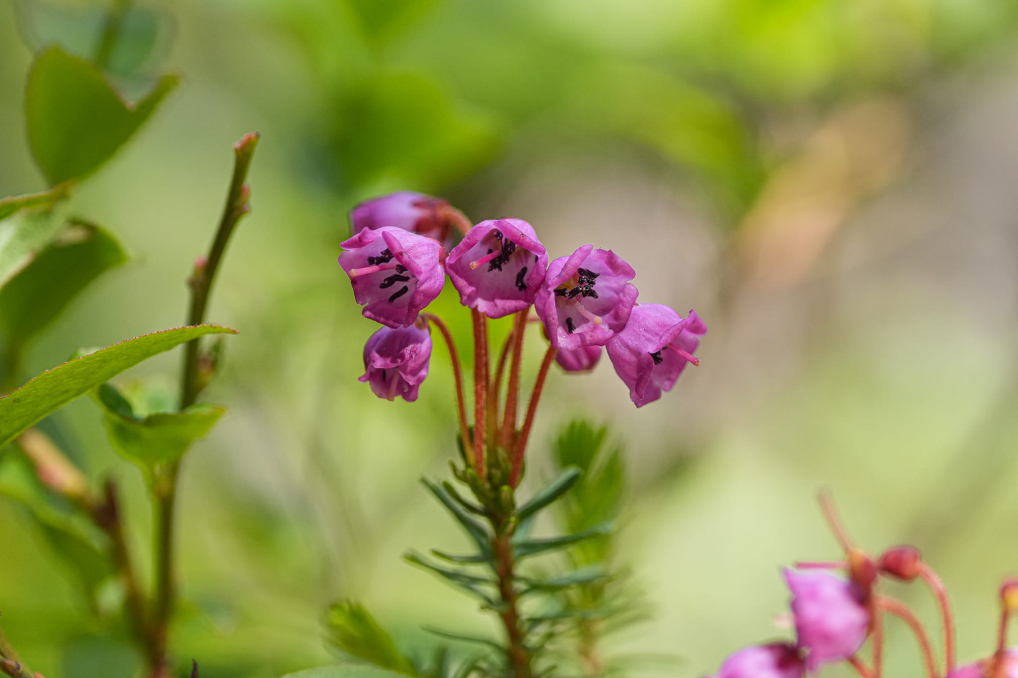 pink mountain heather