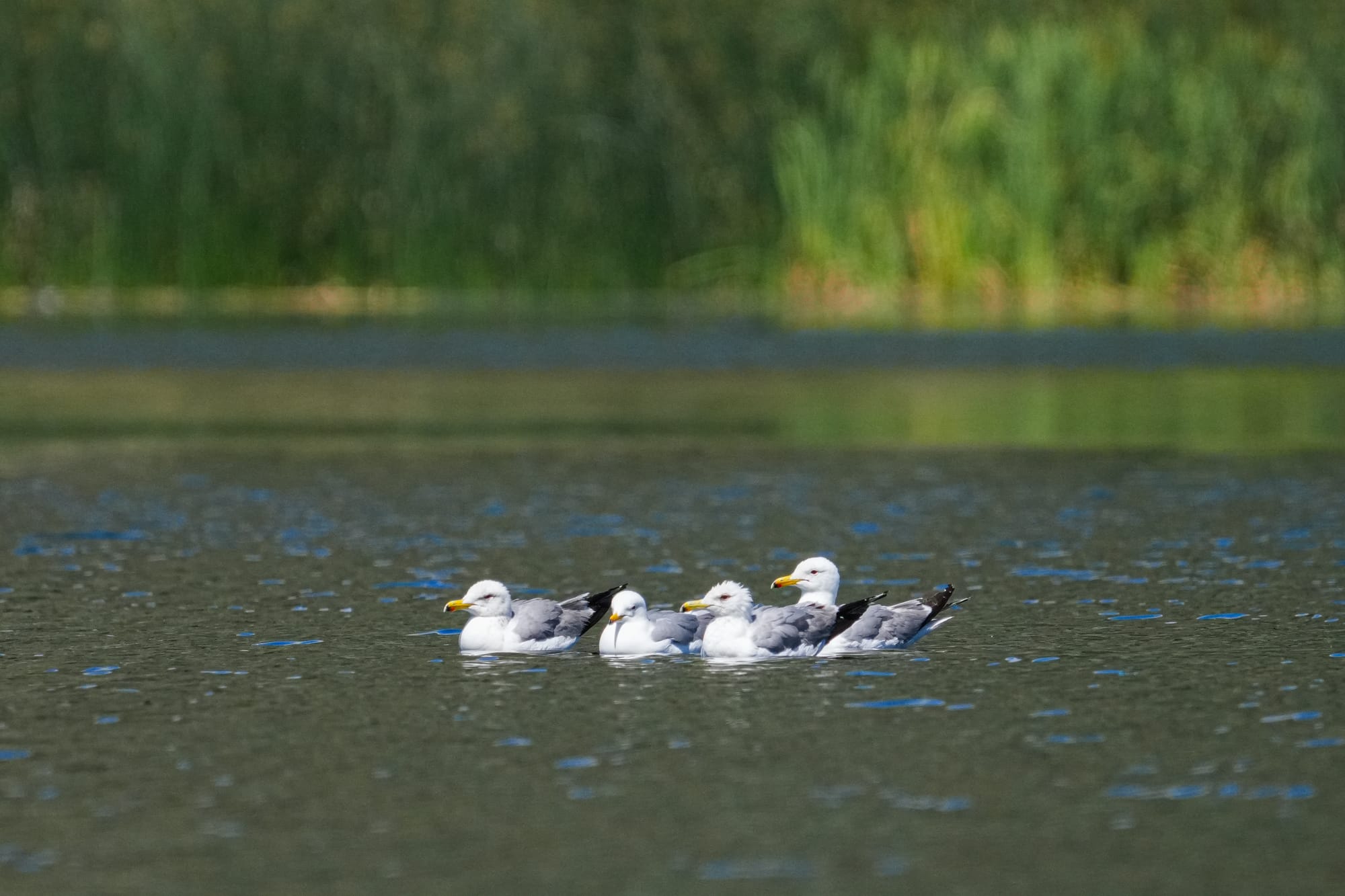 California gulls