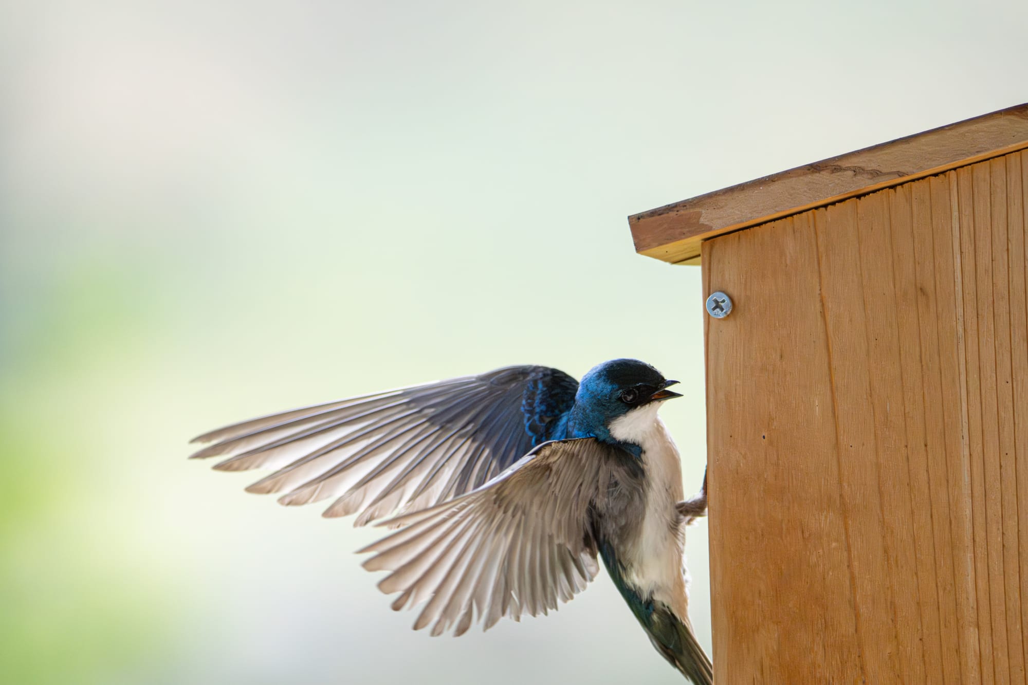 tree swallows