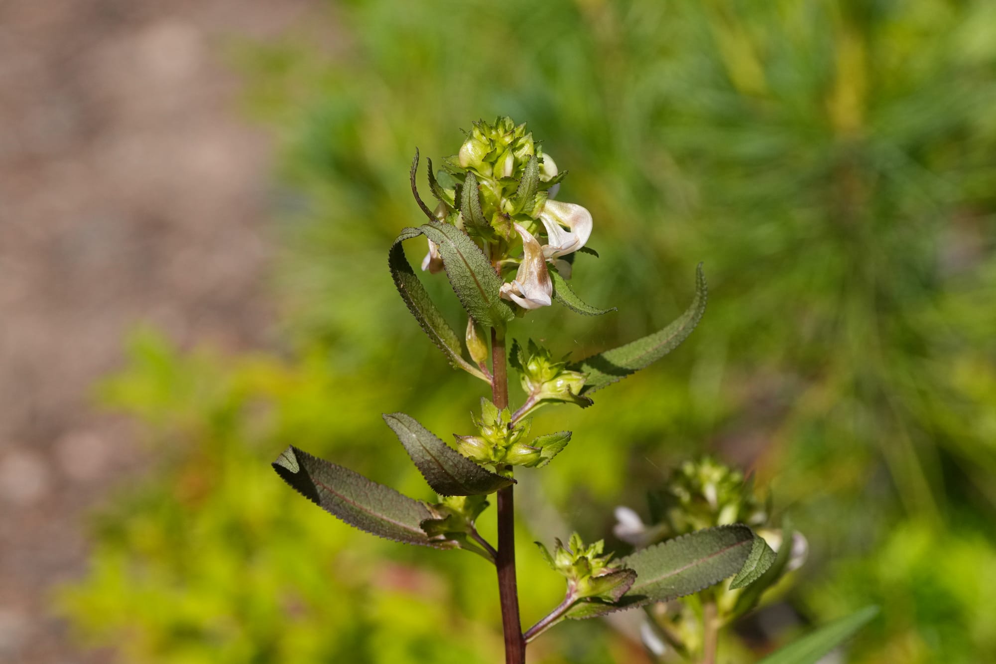 sickletop lousewort