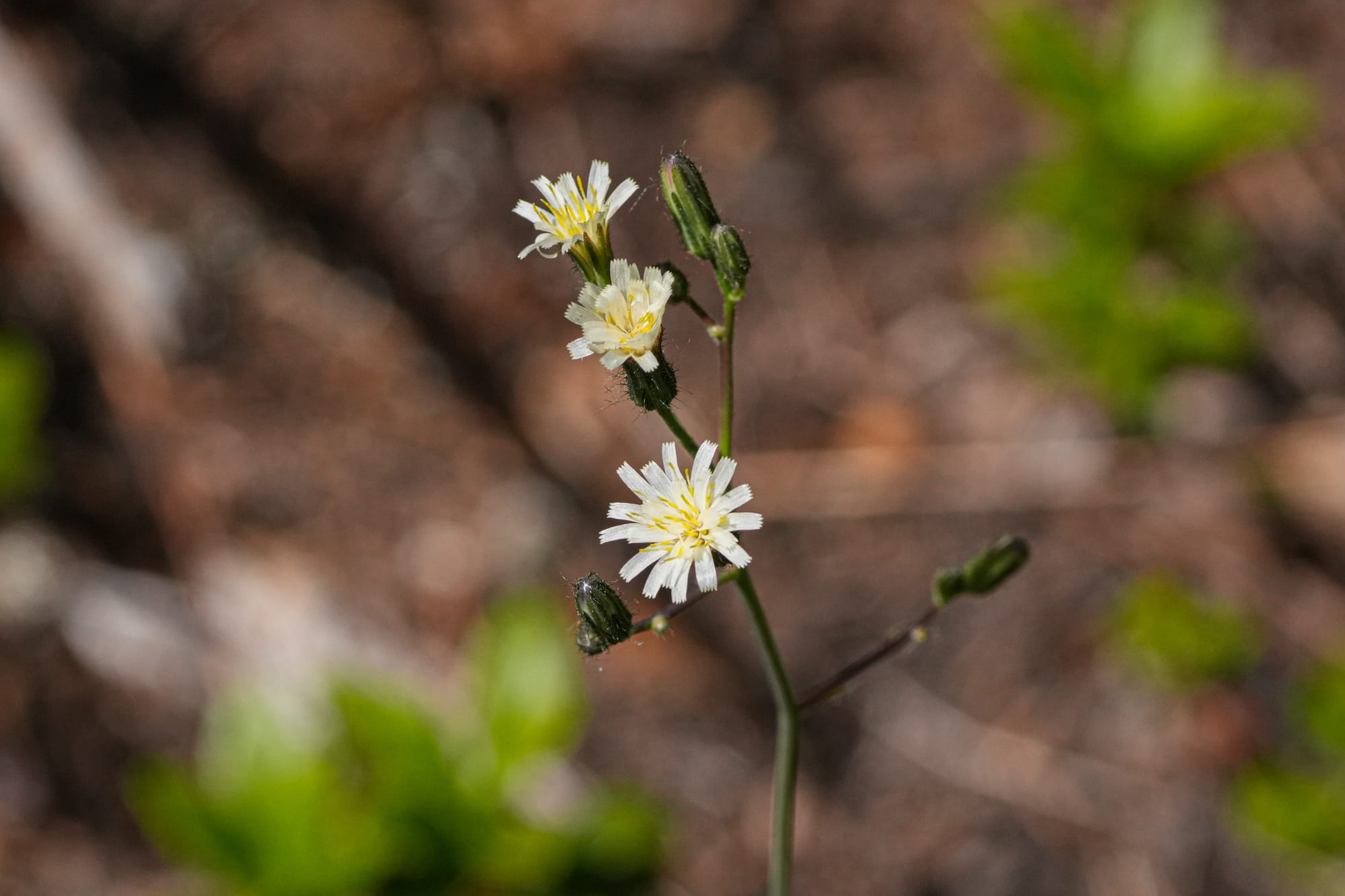 white-flowered hawkweed