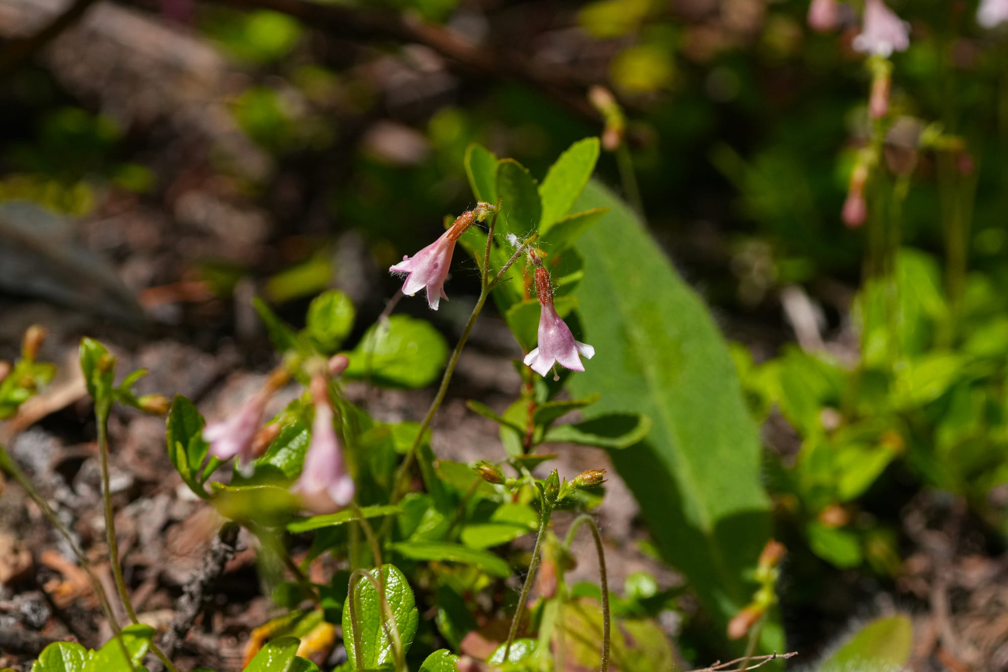 twinflower