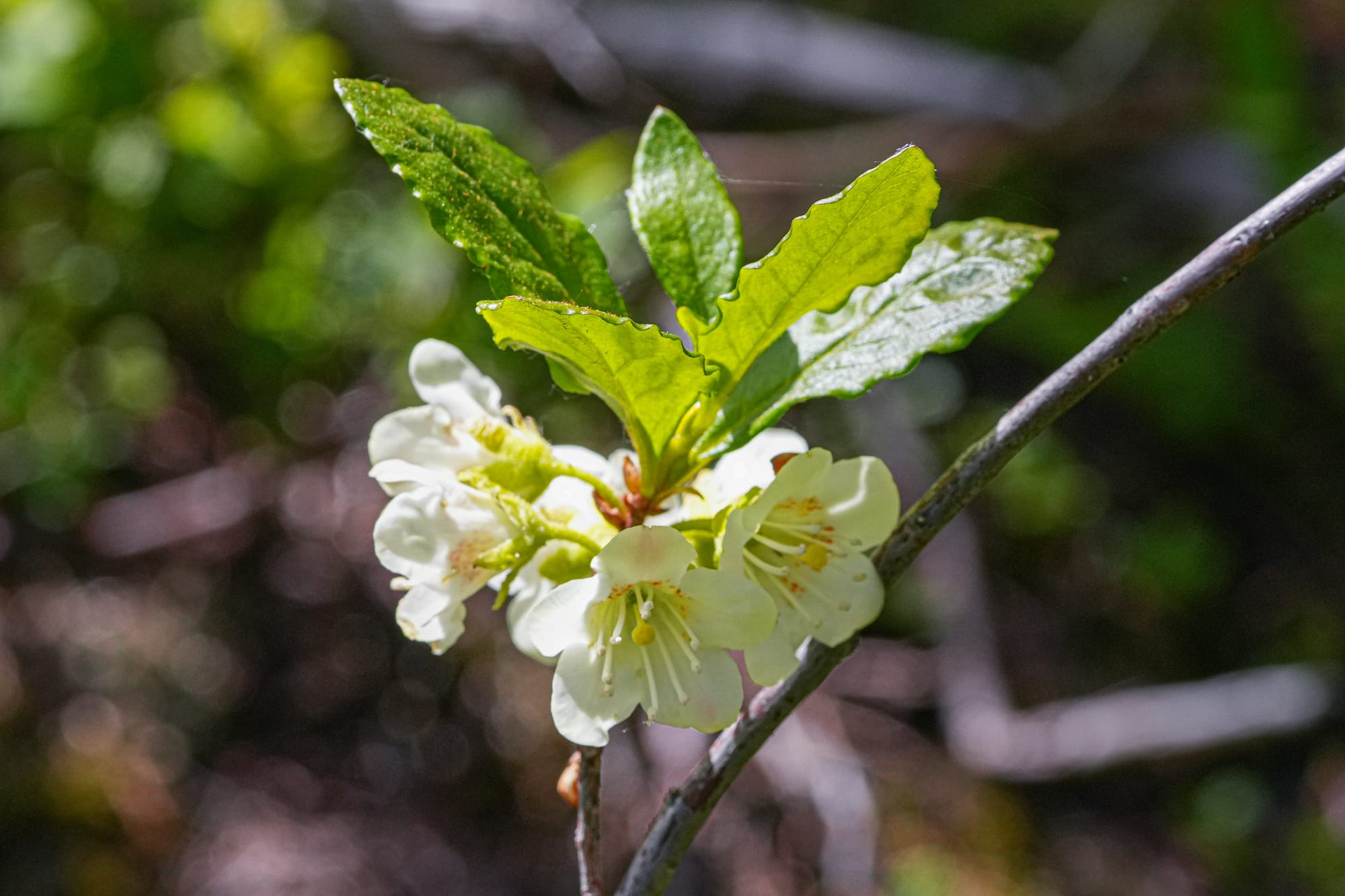 white azalea