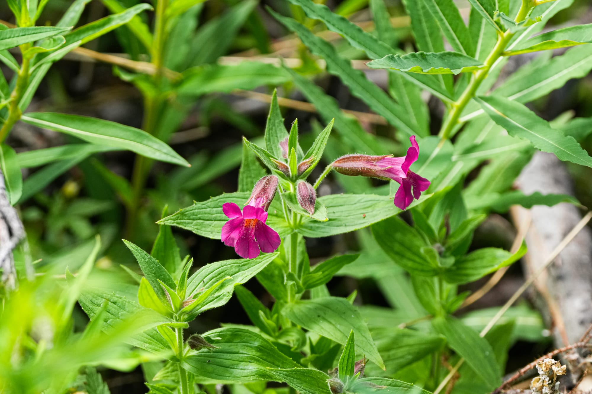 Lewis's monkeyflower