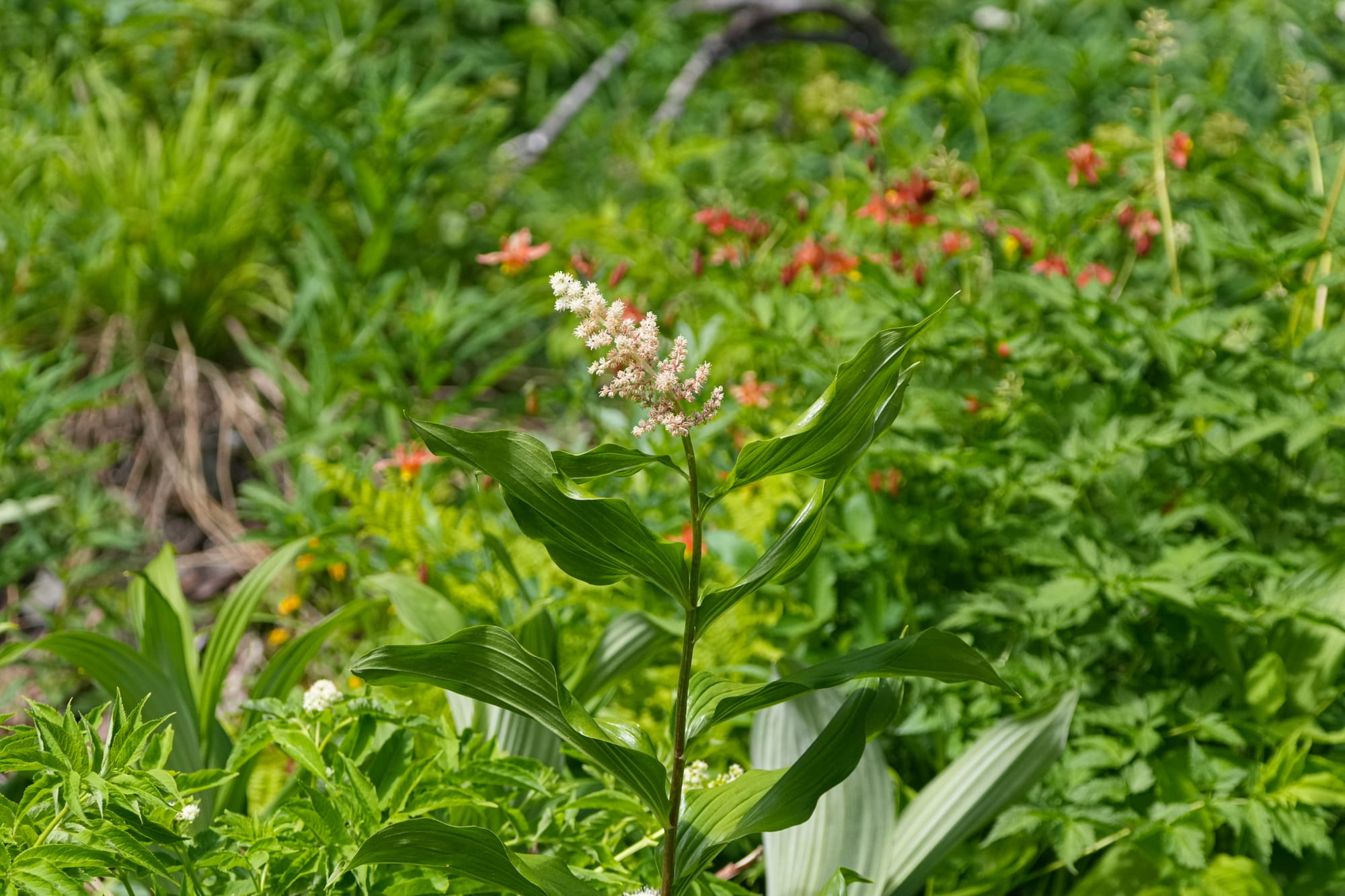 corn lily