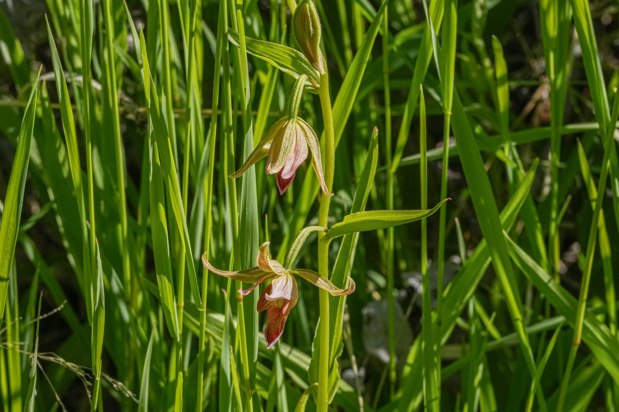 stream orchids