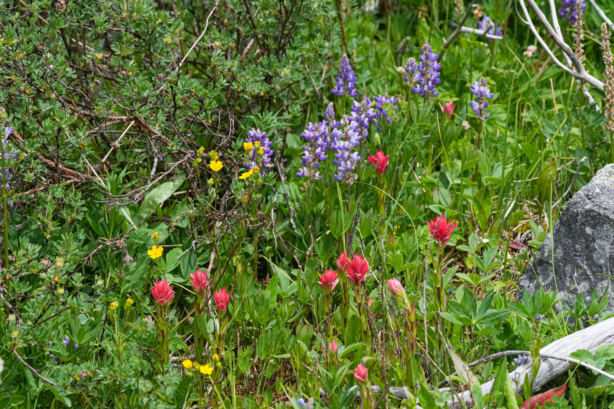 mountain flowers