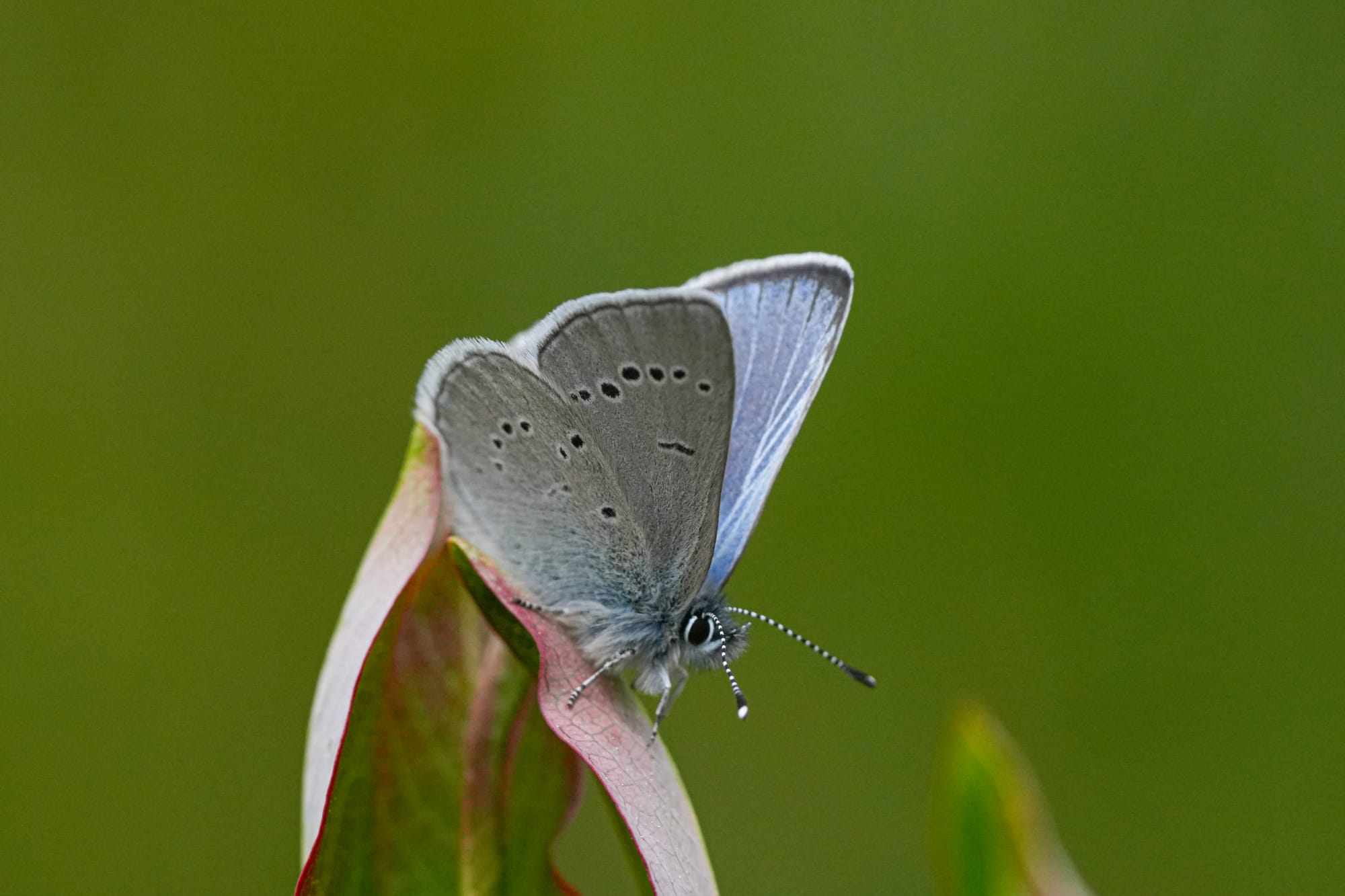 silvery blue