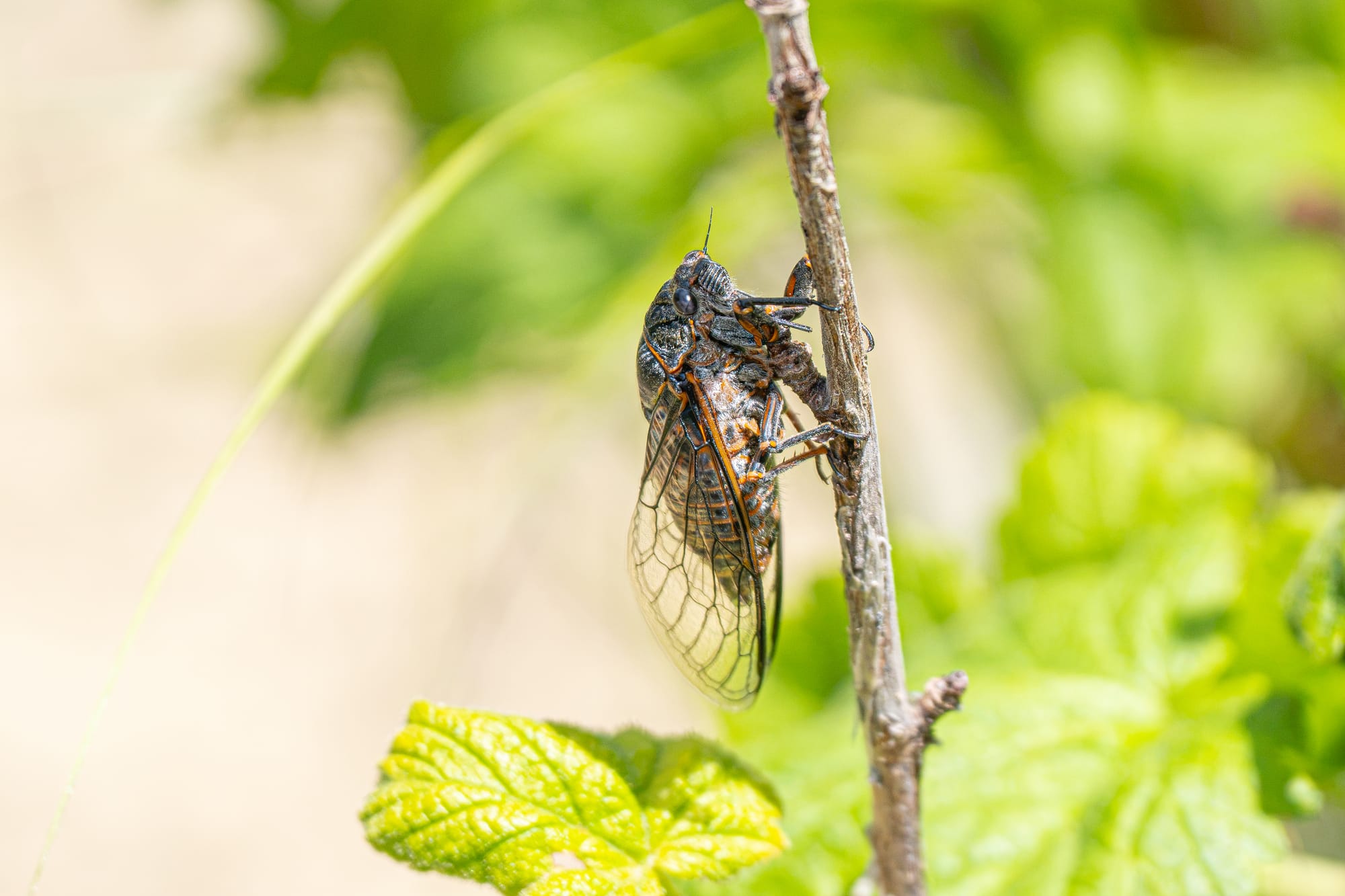 cicada