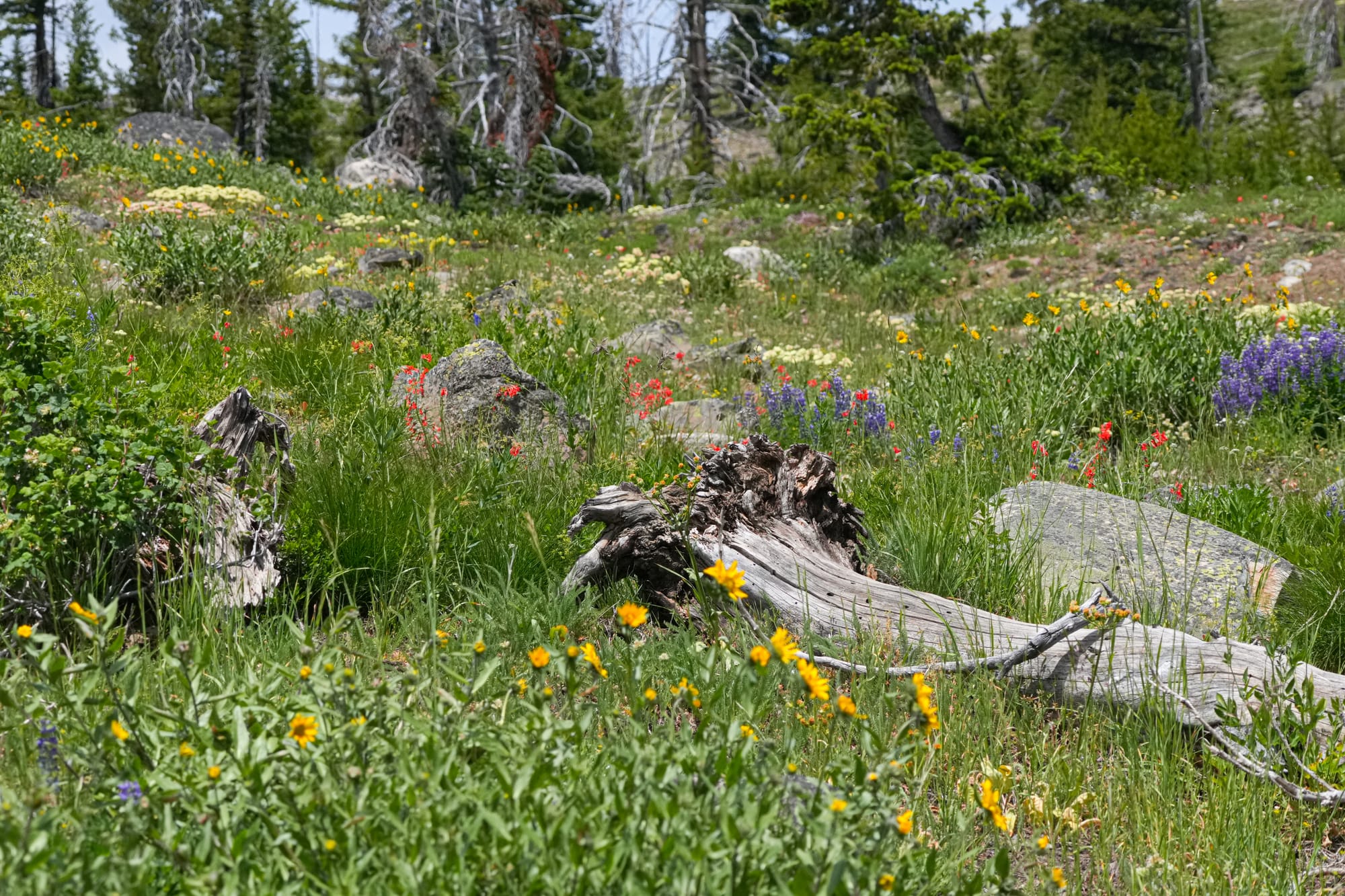 mountain flowers