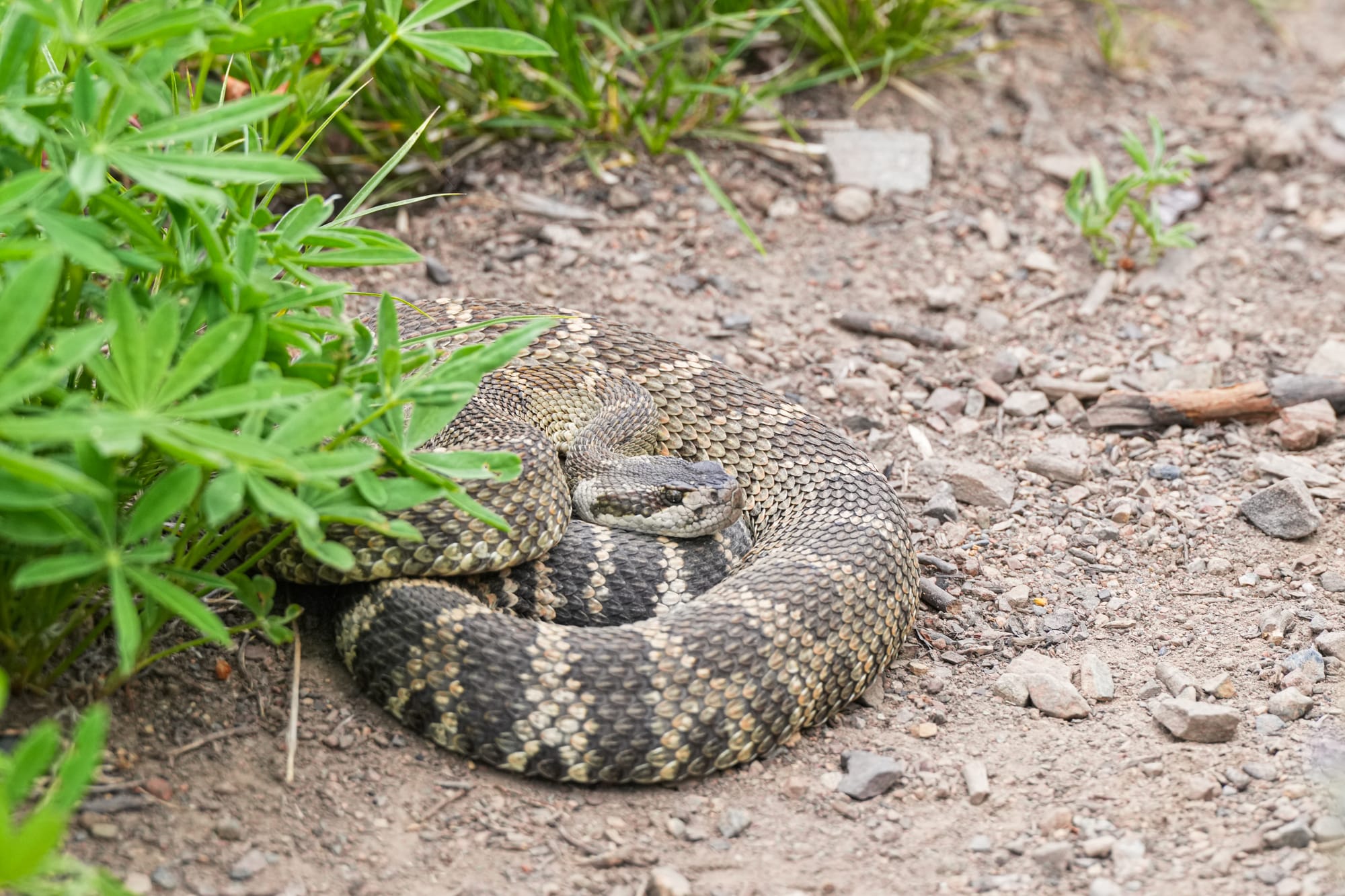 rattlesnake