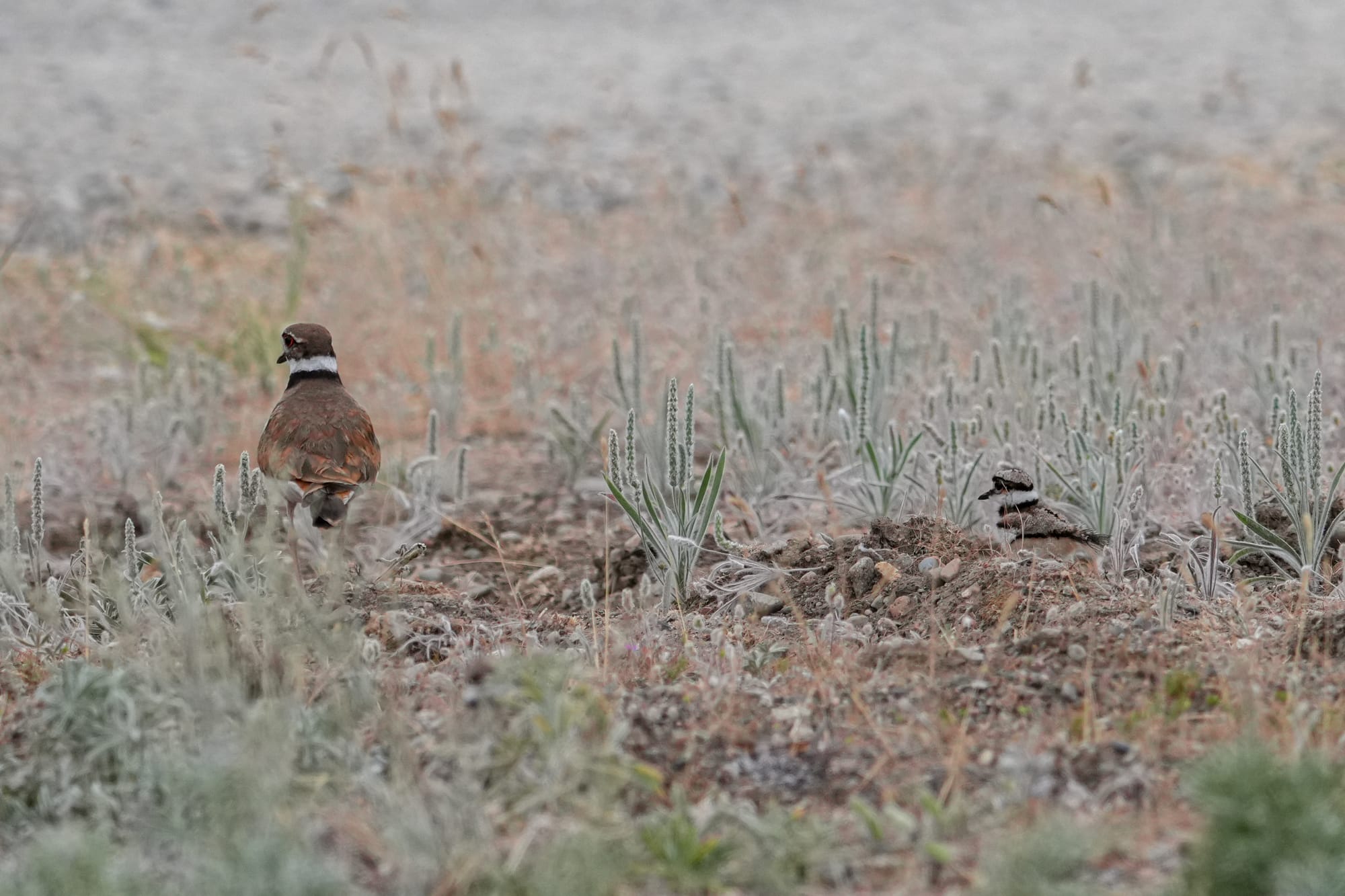 killdeer with chick