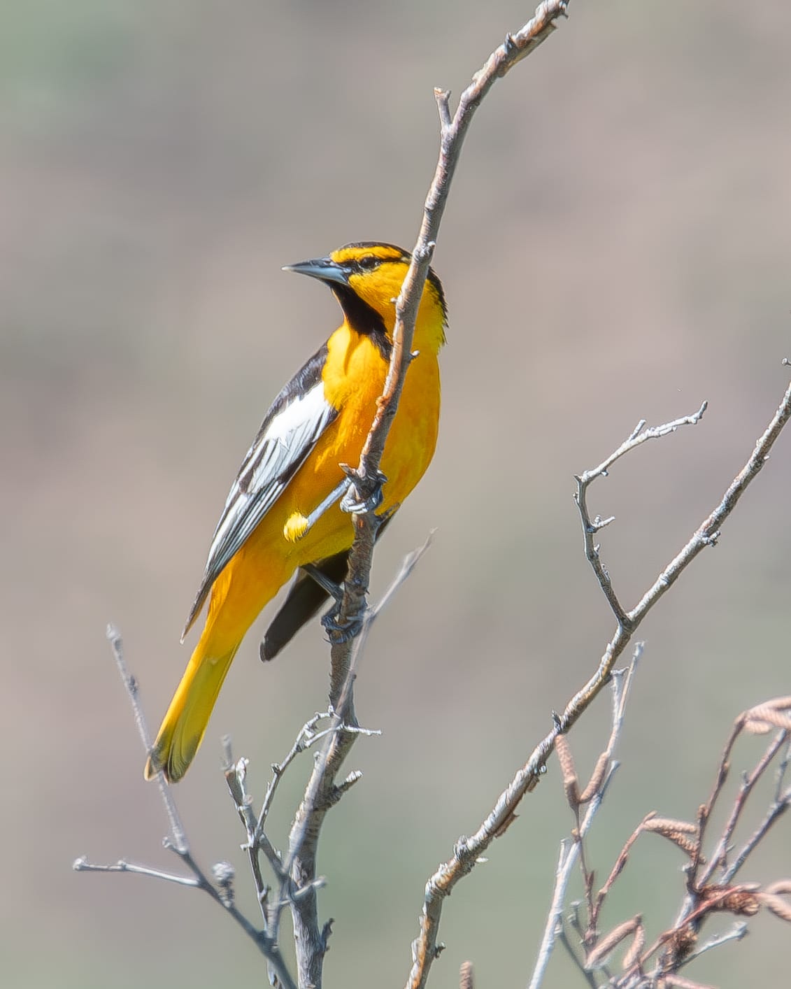 northern oriole