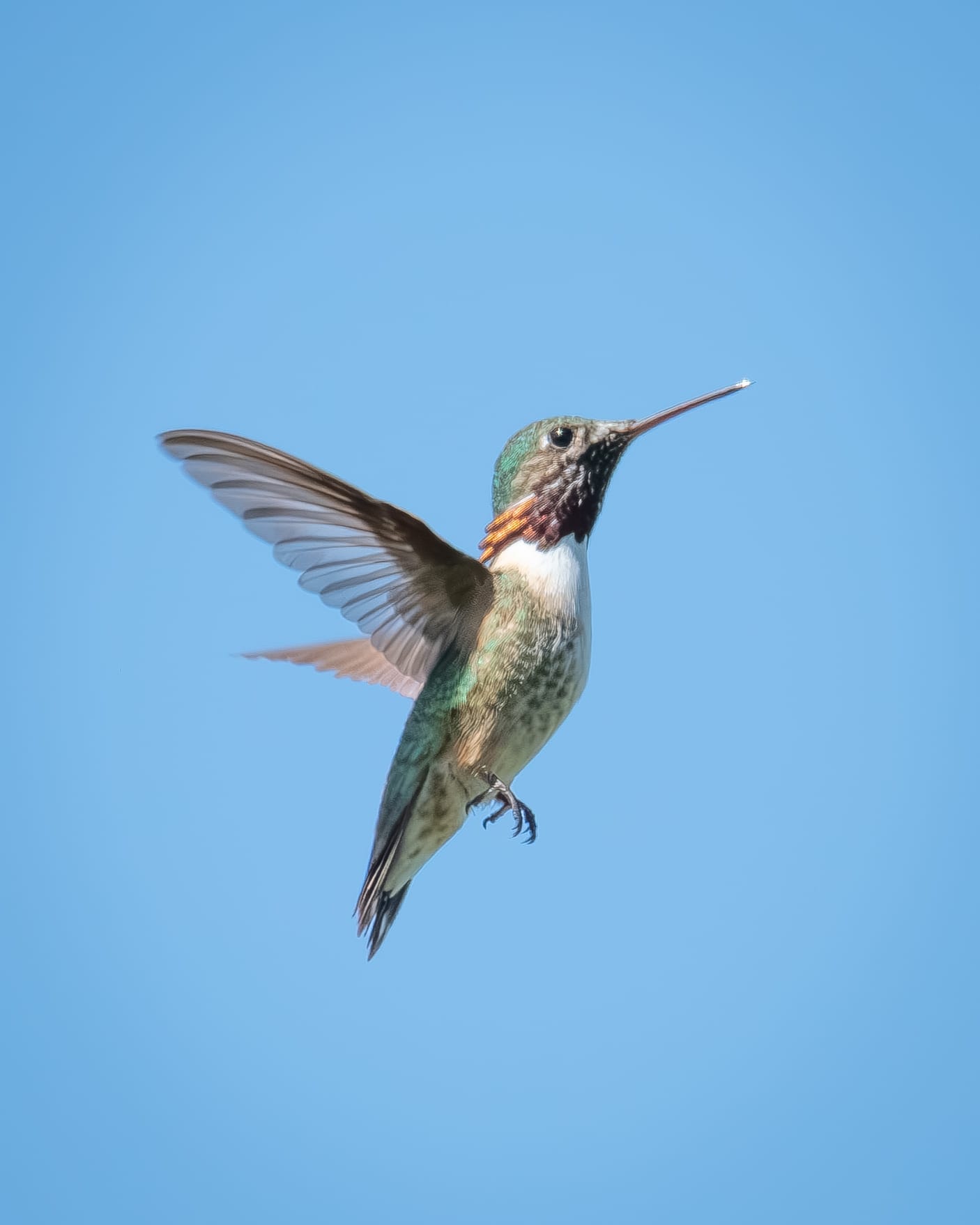 calliope hummingbrd
