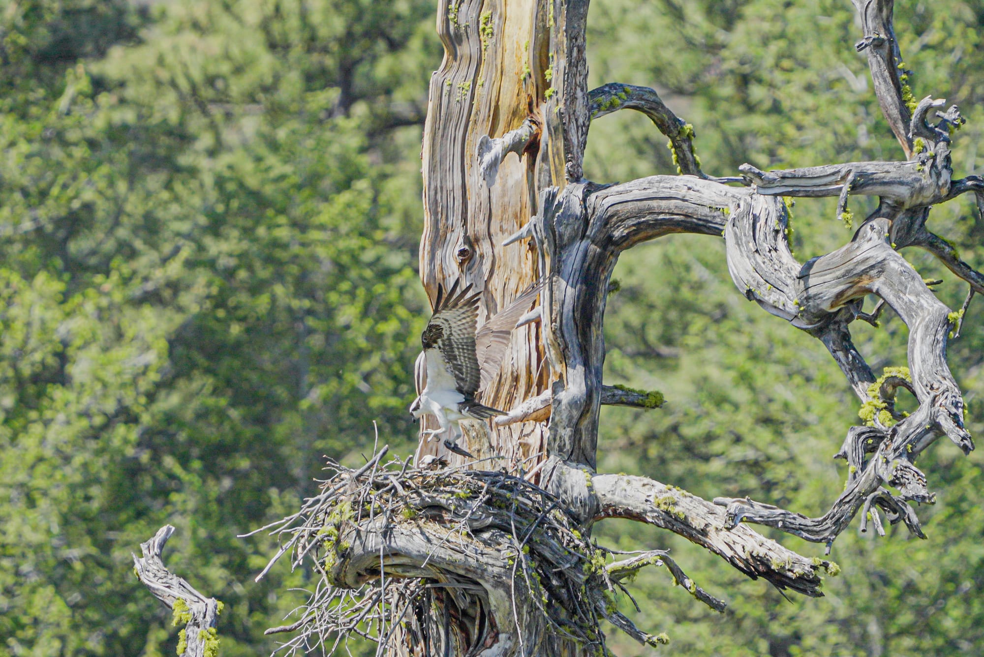 osprey at nest