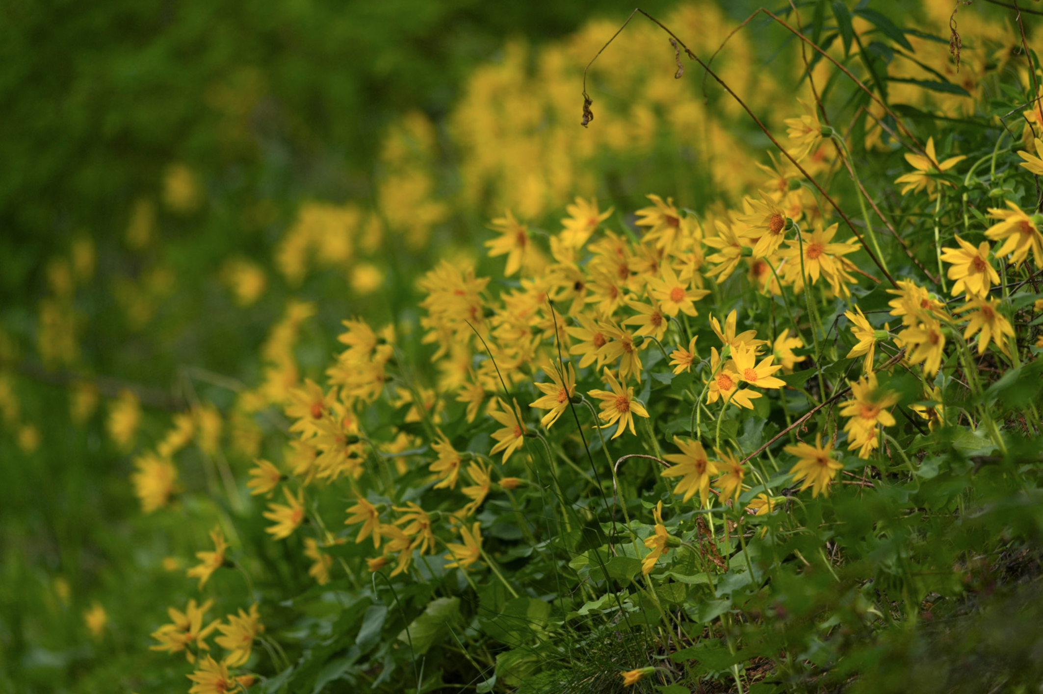 arnica