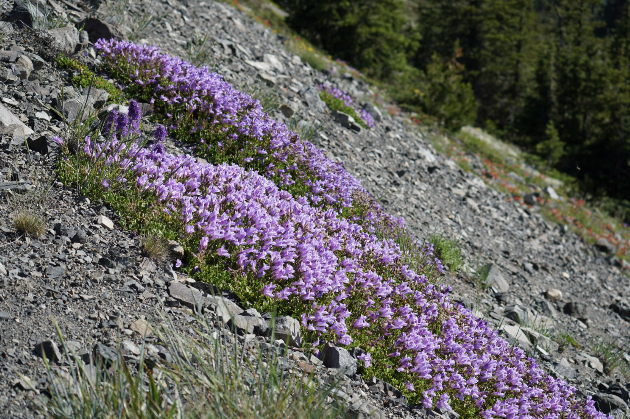 penstemons