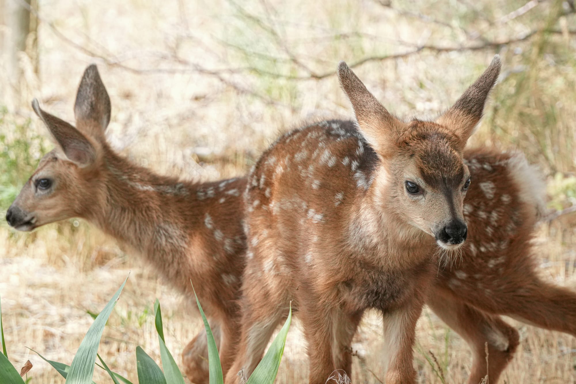 fawns