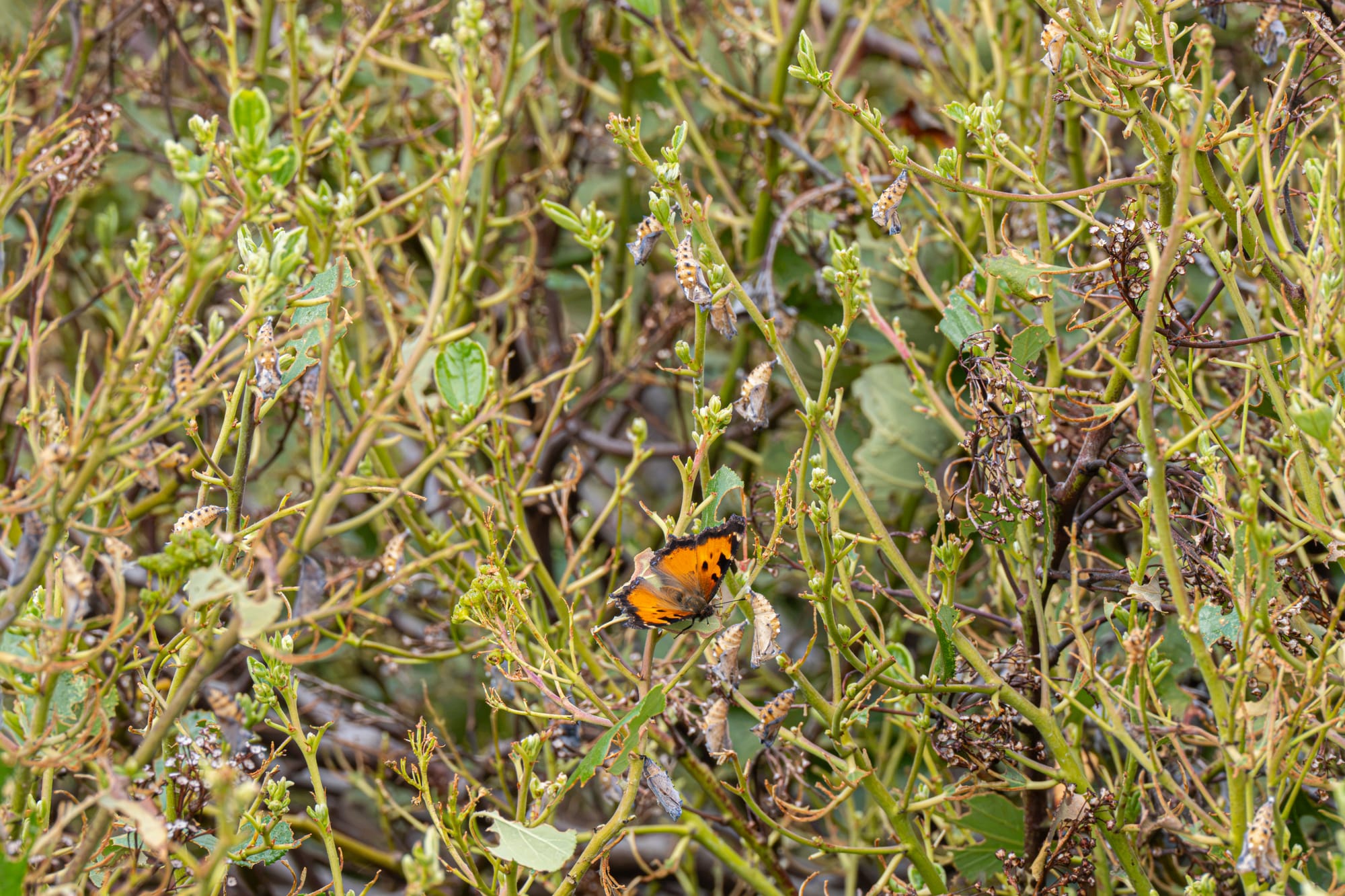 California tortoiseshell
