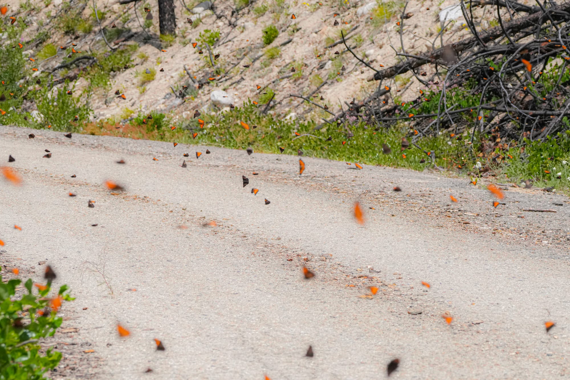 butterflies crossing road