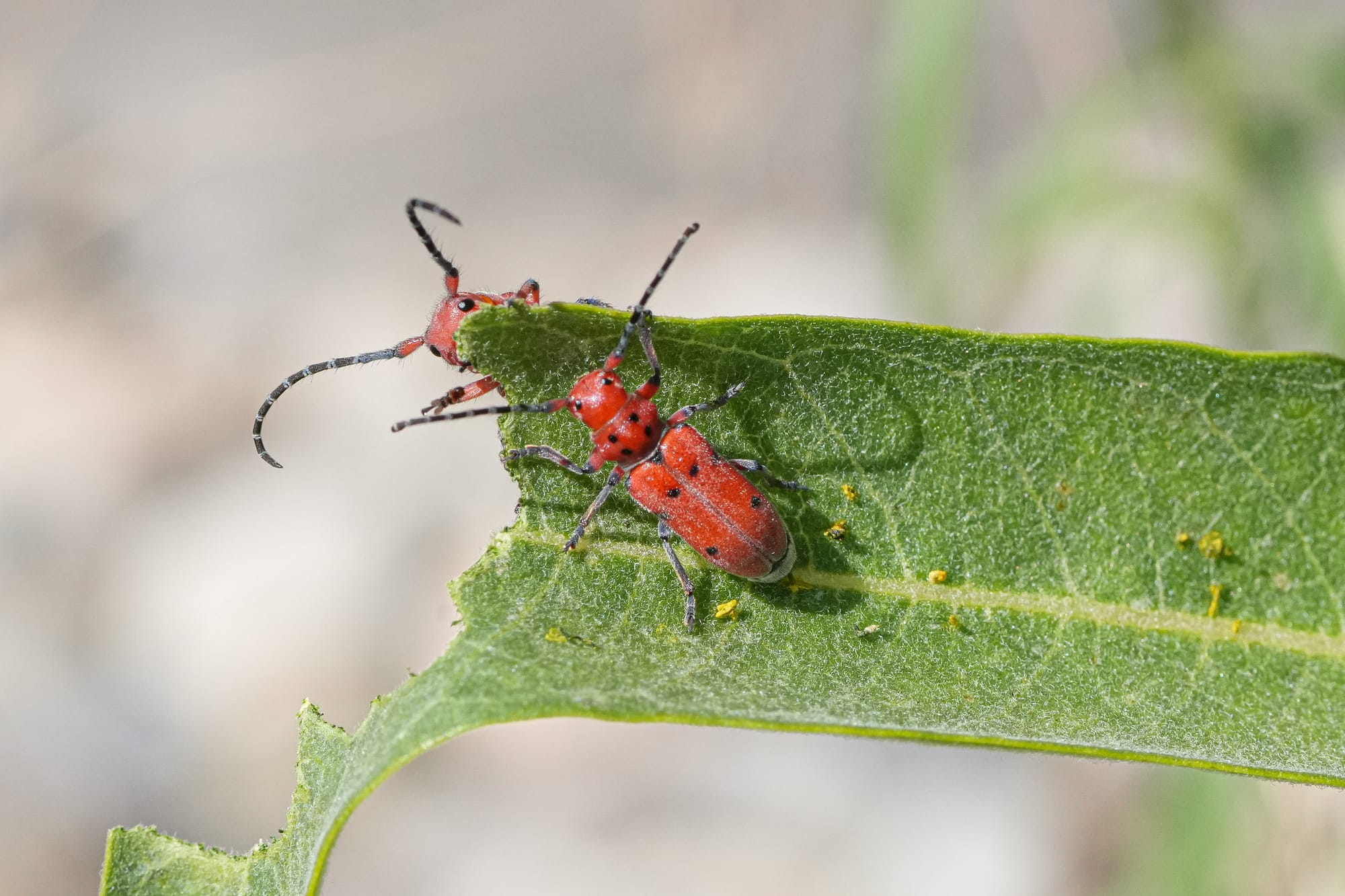 red milkweed beetles