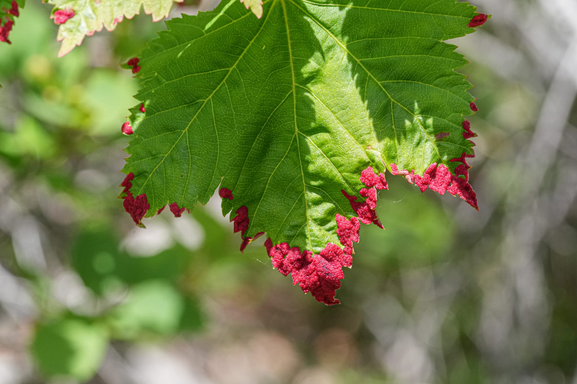 maple galls